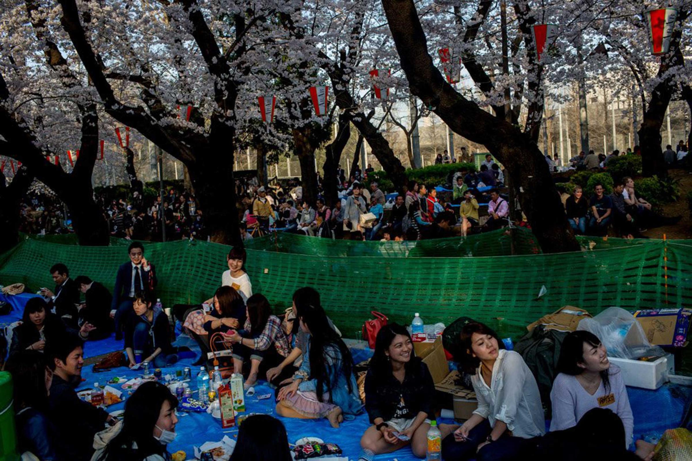 People take part in ' Hanami' or Flower-viewing parties under cherry blossom trees in full bloom in Ueno Park in Tokyo on March 30, 2015.