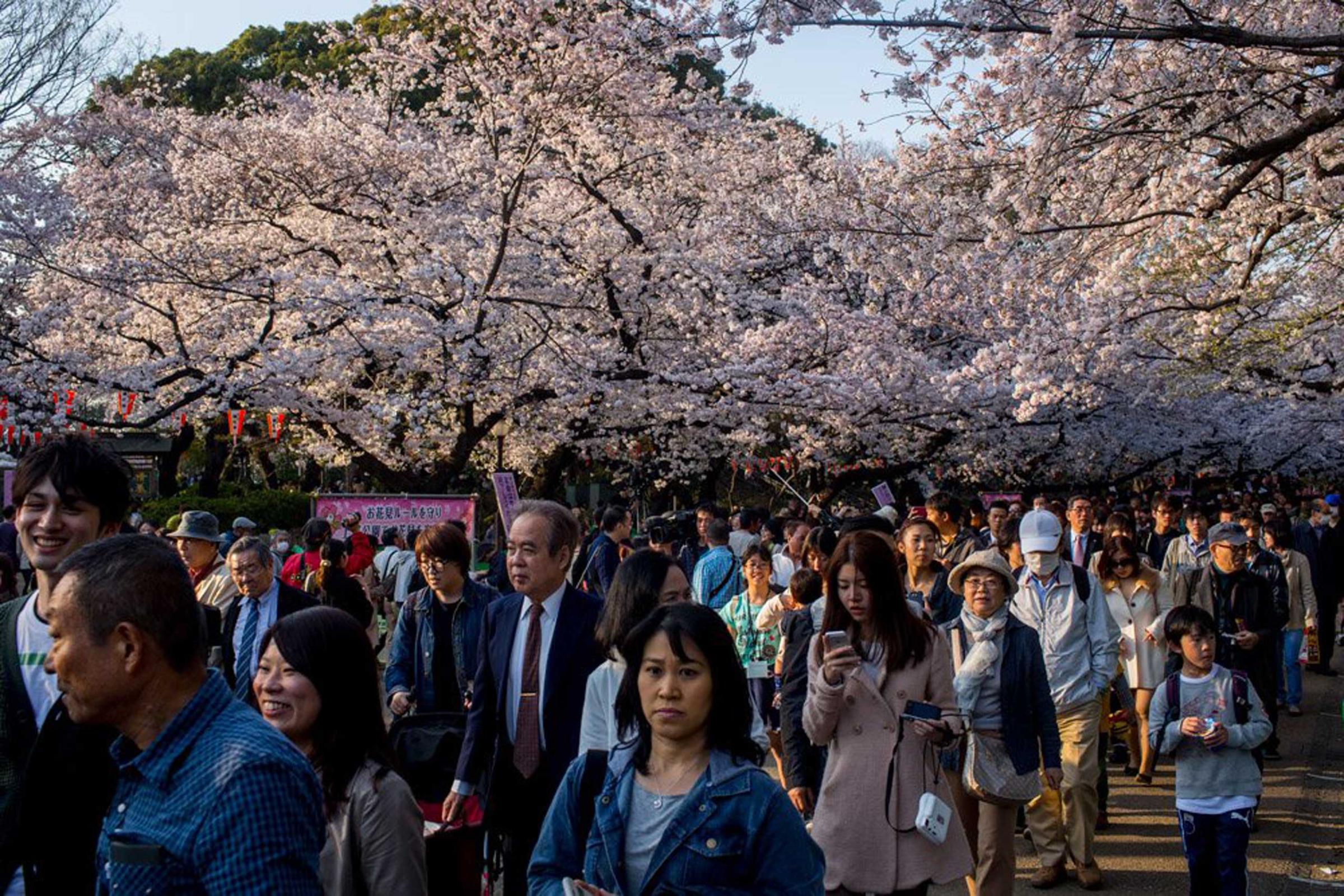 People walk under blooming cherry blossom trees in Ueno Park in Tokyo on March 30, 2015.