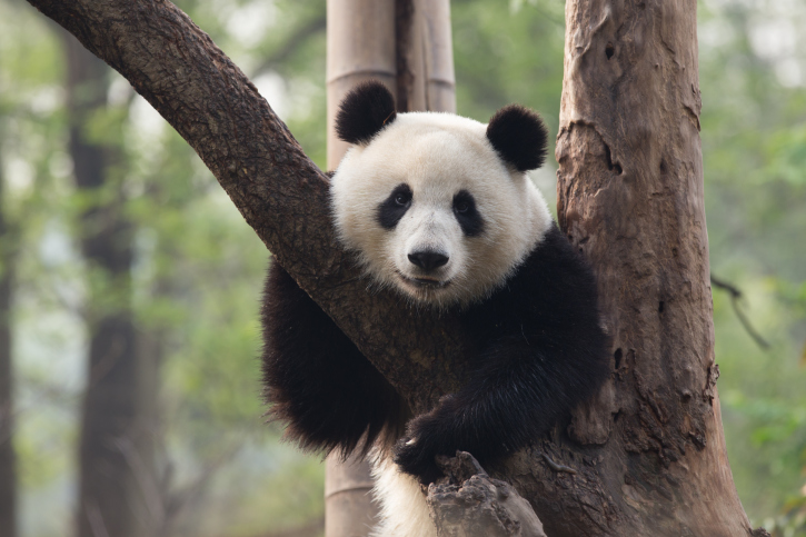 Panda resting in a tree