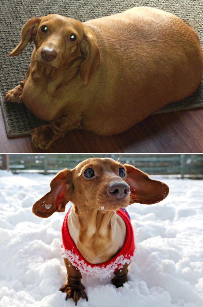 (top) Dennis the dachshund weighing 56 pounds on June 2013. (bottom) Dennis at 12 pounds on Feb. 25, 2015 (Brooke Burton/The Columbus Dispatch, Eric Albrecht—AP)