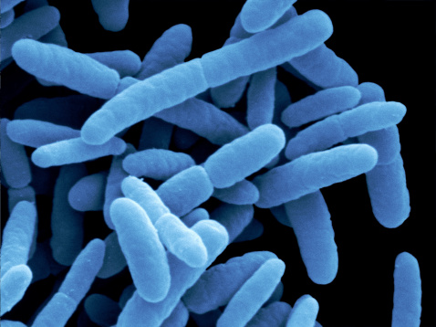 Escherichia coli bacteria by scanning electron microscopy (SEM). (Scimat Scimat—Photo Researchers RM/Getty Images)