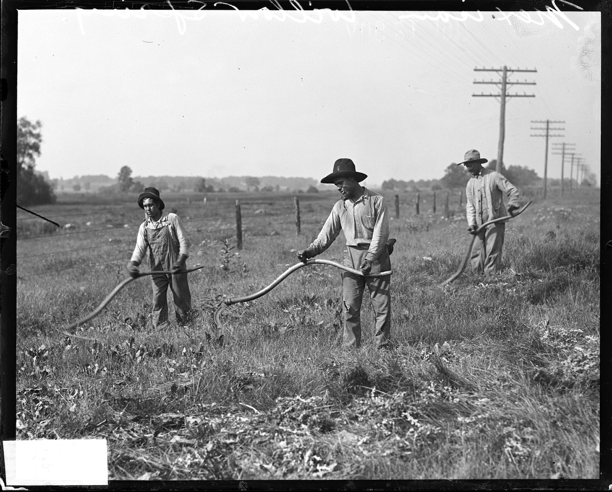Image of Mexican immigrants working with sickles to cut weeds along the side of a road outside of Chicago in 1917 (Chicago History Museum / Getty Images)