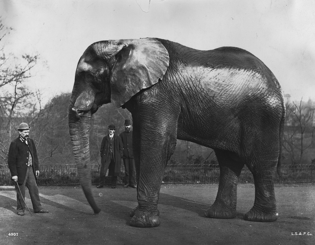 circa 1890:  Jumbo, the famous elephant which belonged to US showman Phineas Taylor Barnum, at London Zoo in Regent's Park (London Stereoscopic Company / Getty Images)