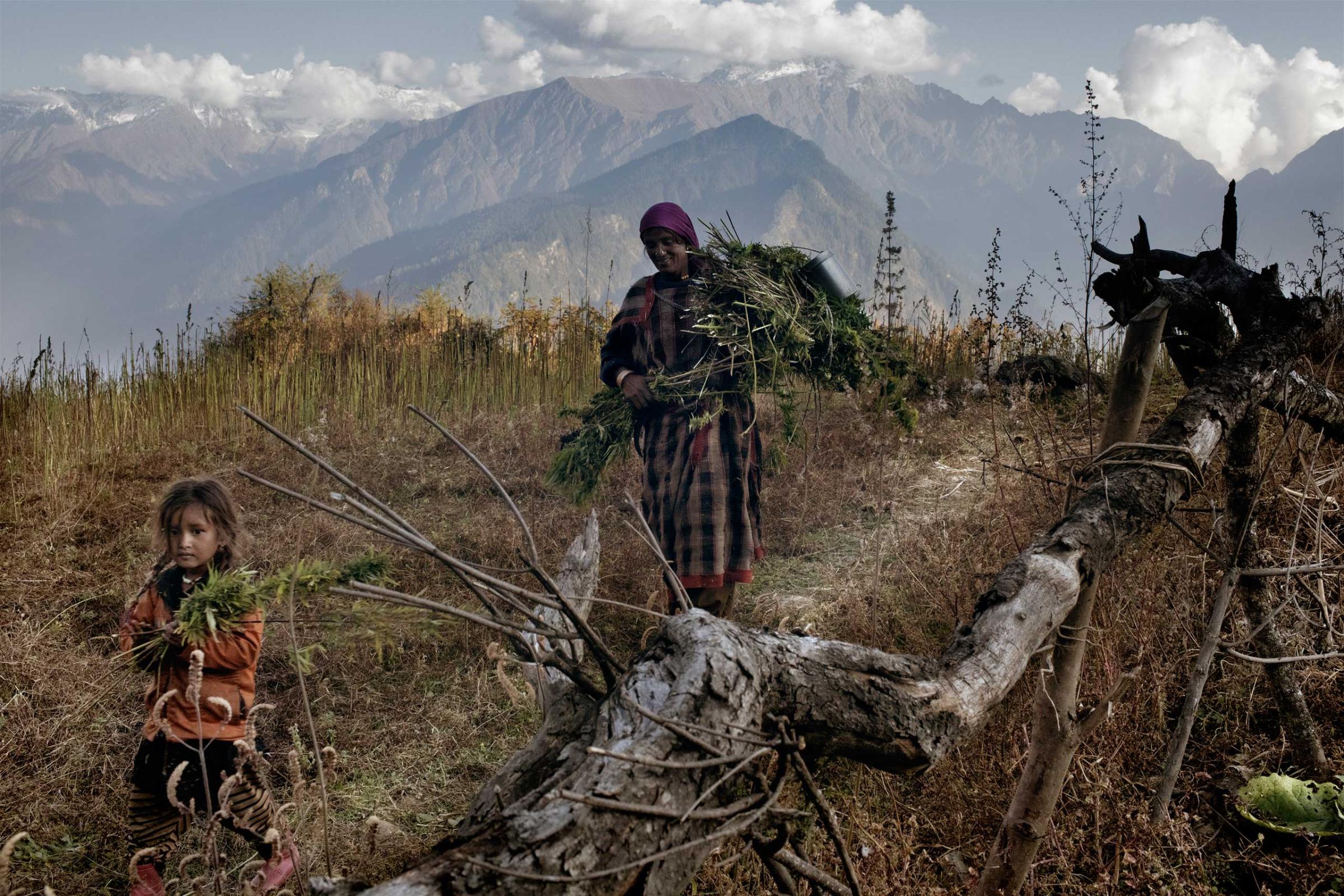 A woman and her granddaughter walk back from the cannabis fields in Oct. 2013.