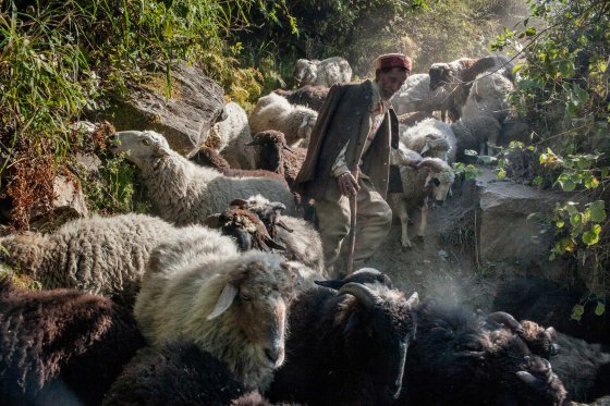 A shepherd walks his 200 and more cattle herd downhill as winter is approaching. It will take him up to three weeks to reach the valley, where he will wait for the spring. Wool is a profitable yet hard business, yet the only alternative to cannabis