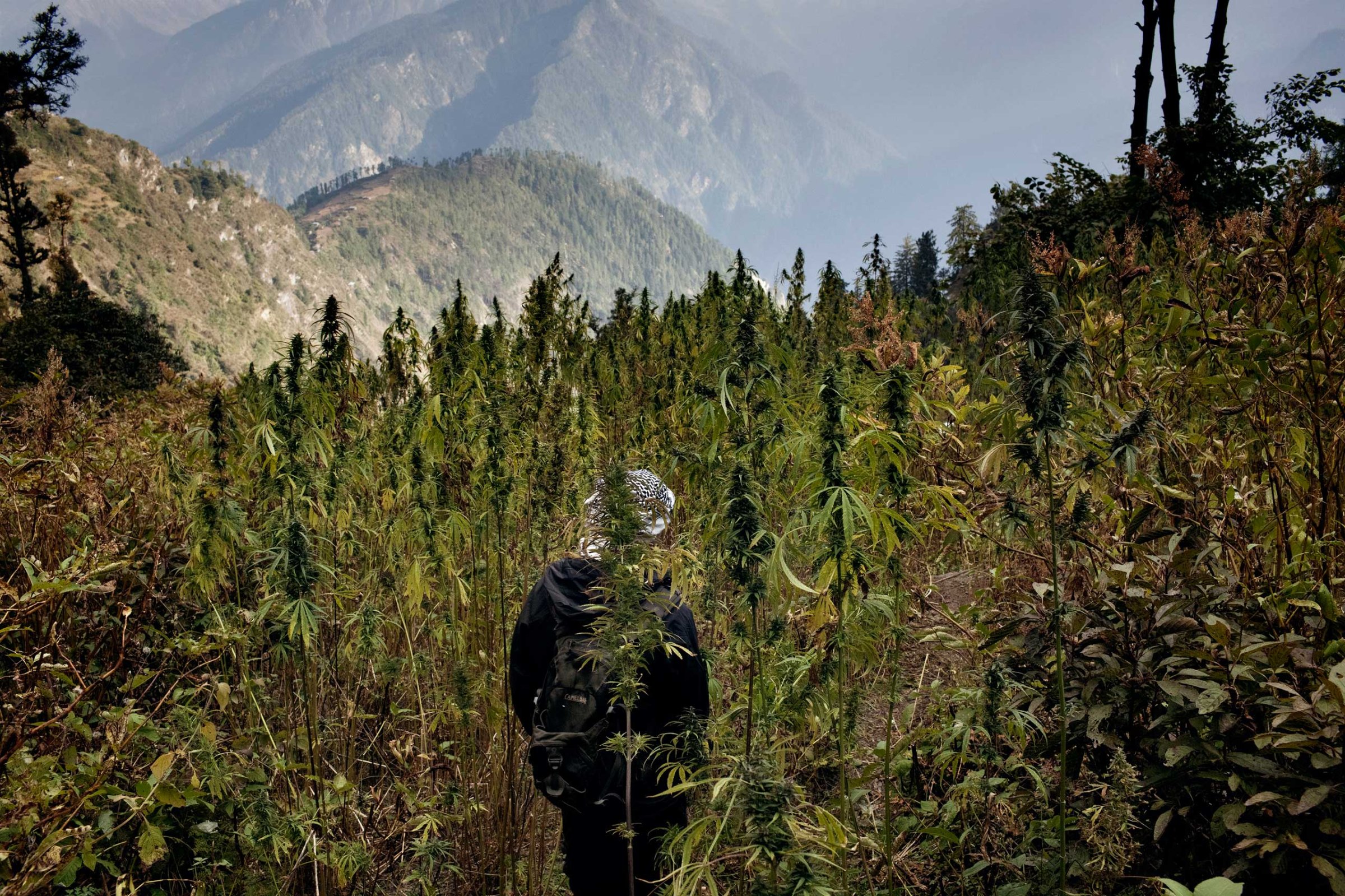 A villager walks through a cannabis field in Oct. 2013.