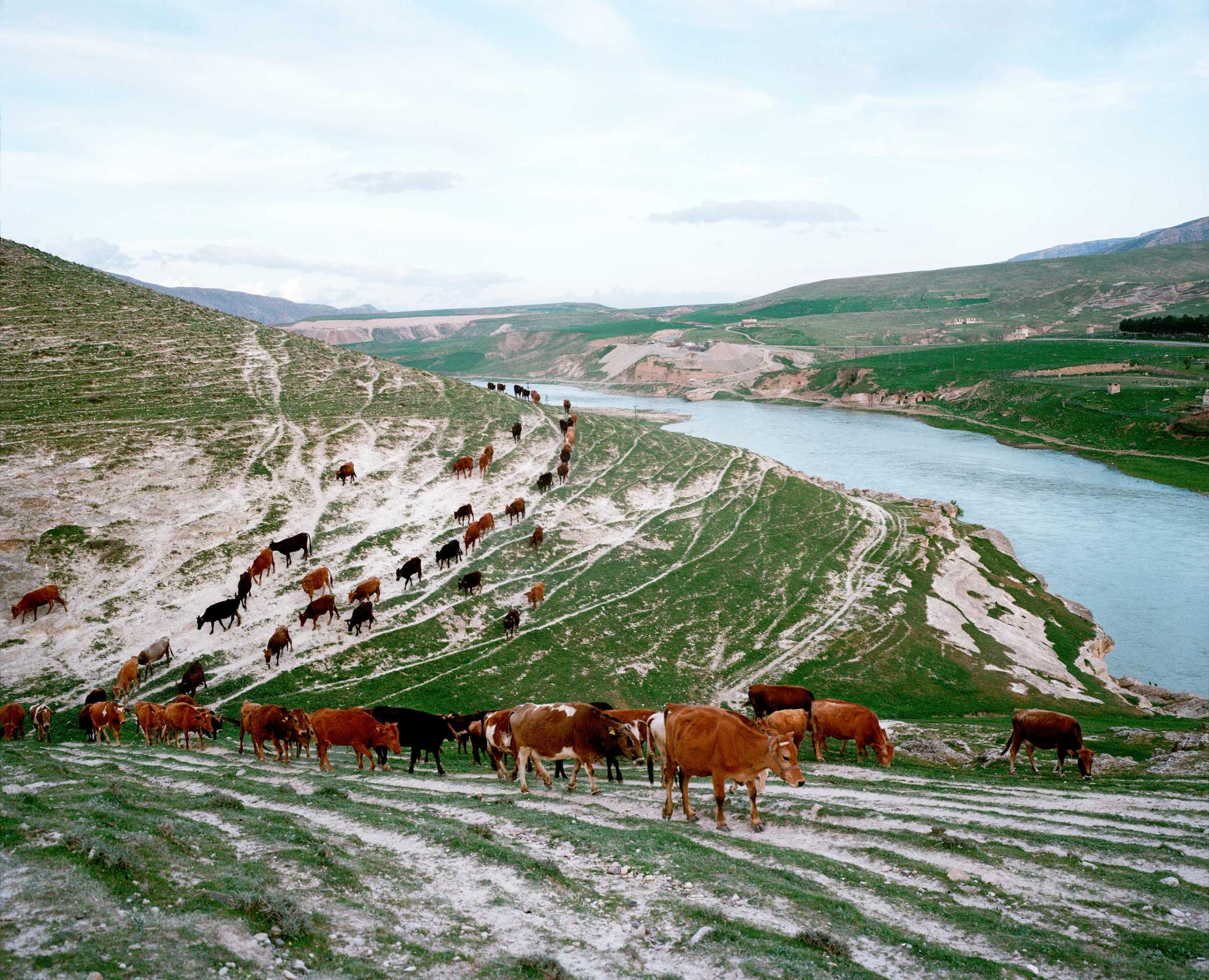 A herd of cattle walk back toward the village by the banks of the Tigris River. Kesmeköprü, Turkey.