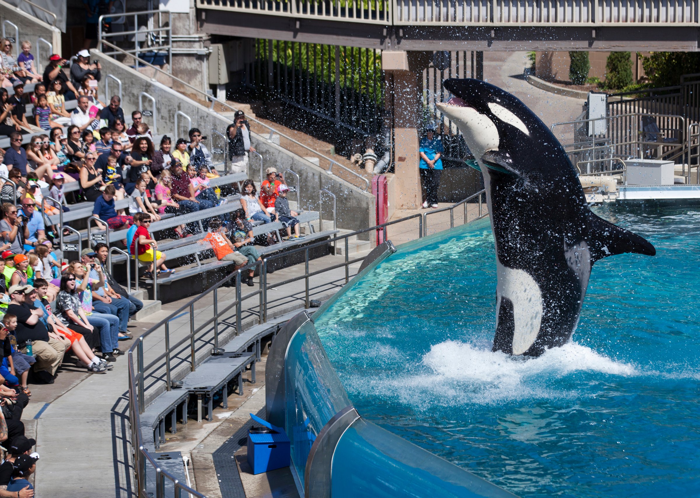 An Orca killer whale performs during a show at the animal theme park SeaWorld in San Diego on March 19, 2014.