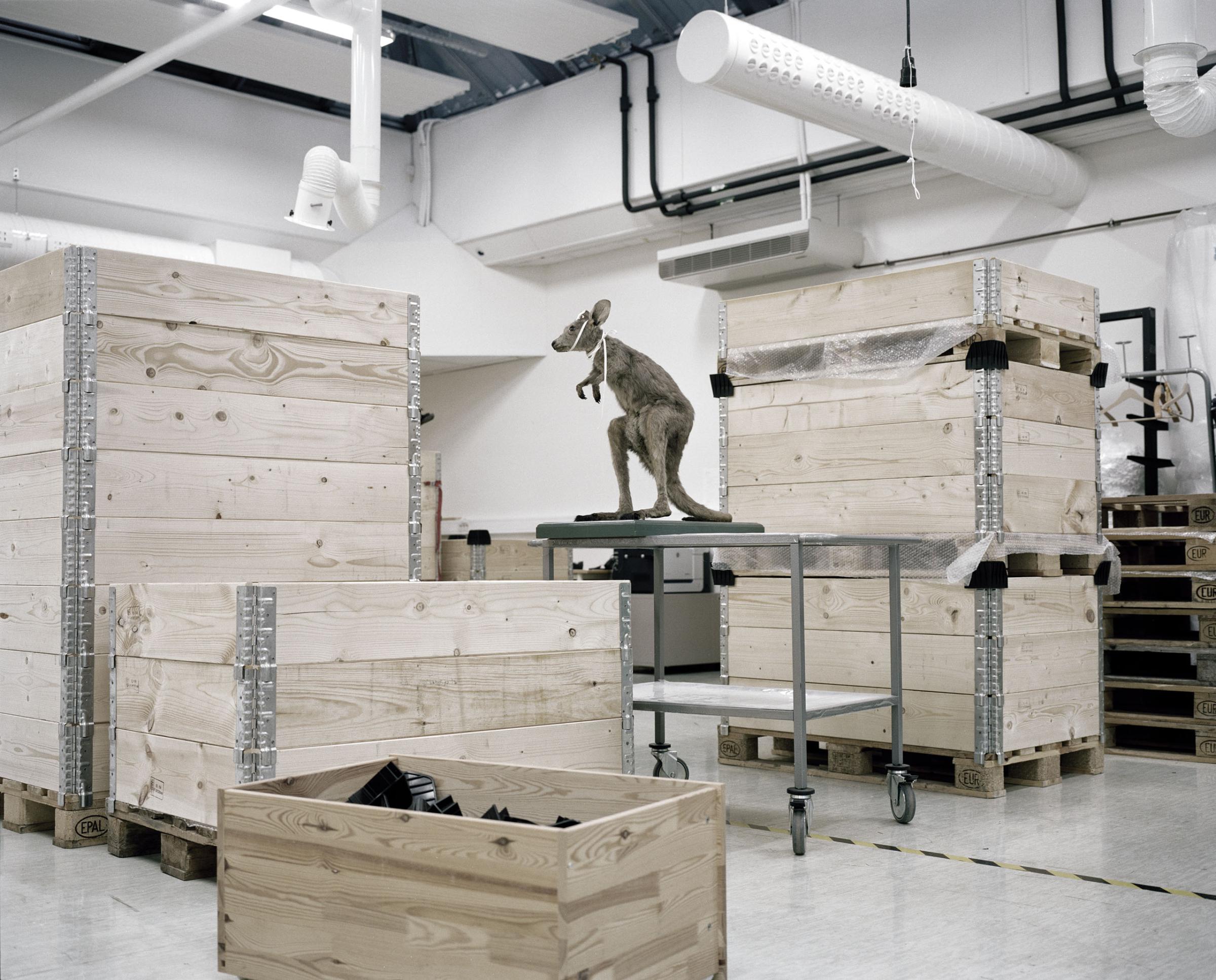 A moveable beastThe exhibitions in the Natural History Collections in Bergen, Norway are undergoing a major restoration, and will be closed for at least five years. Due to this all the animals are beeing moved to a new temporary storage facility on the
