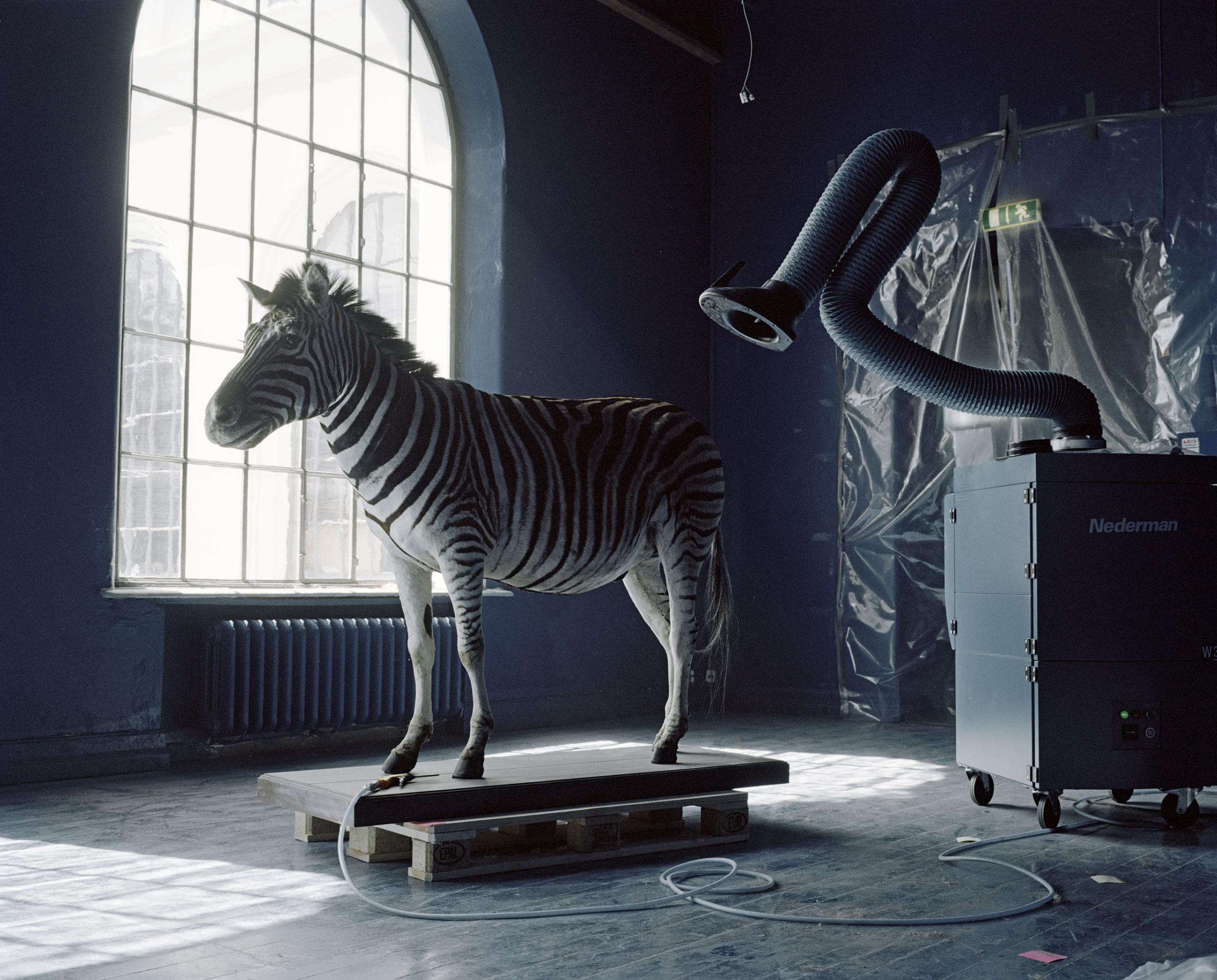 A moveable beastThe exhibitions in the Natural History Collections in Bergen, Norway are undergoing a major restoration, and will be closed for at least five years. Due to this all the animals are beeing moved to a new temporary storage facility on the