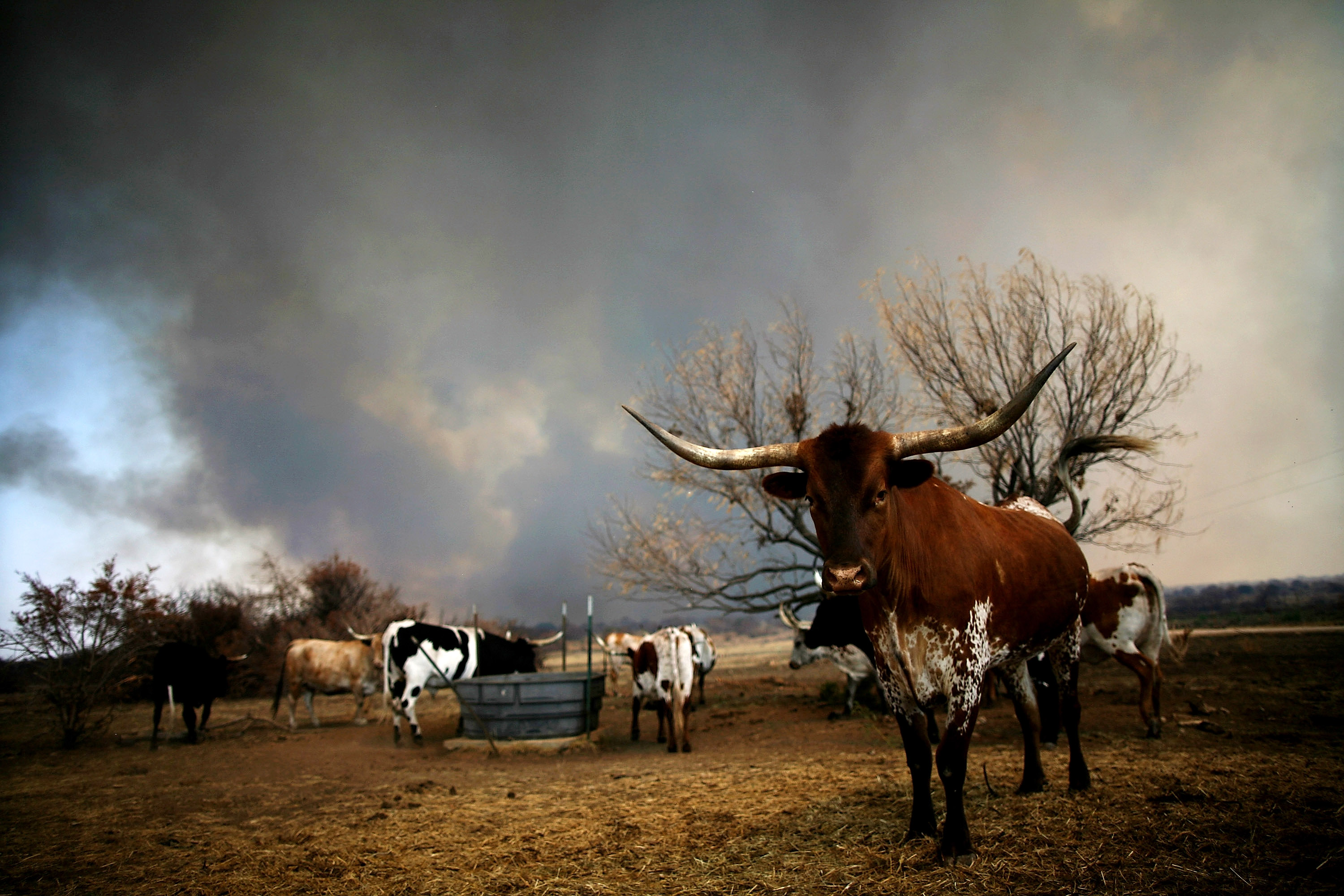 A herd of longhorn cattle stand as wildfire rages near on September 1, 2011 in Graford, Texas (Tom Pennington—Getty Images)