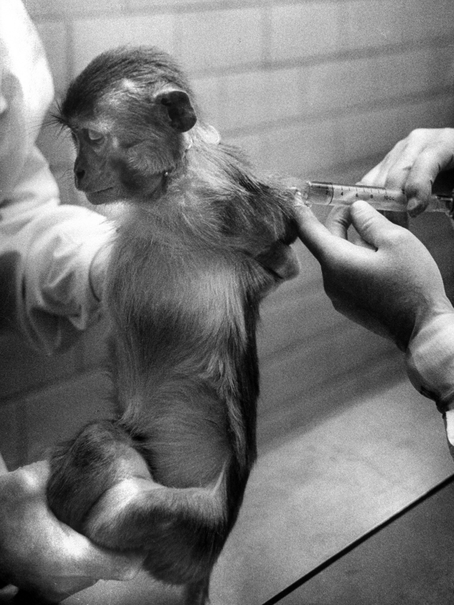Potency test is performed with monkey who gets injections of vaccine just as children. Blood sample is examined to see if antibodies have formed.