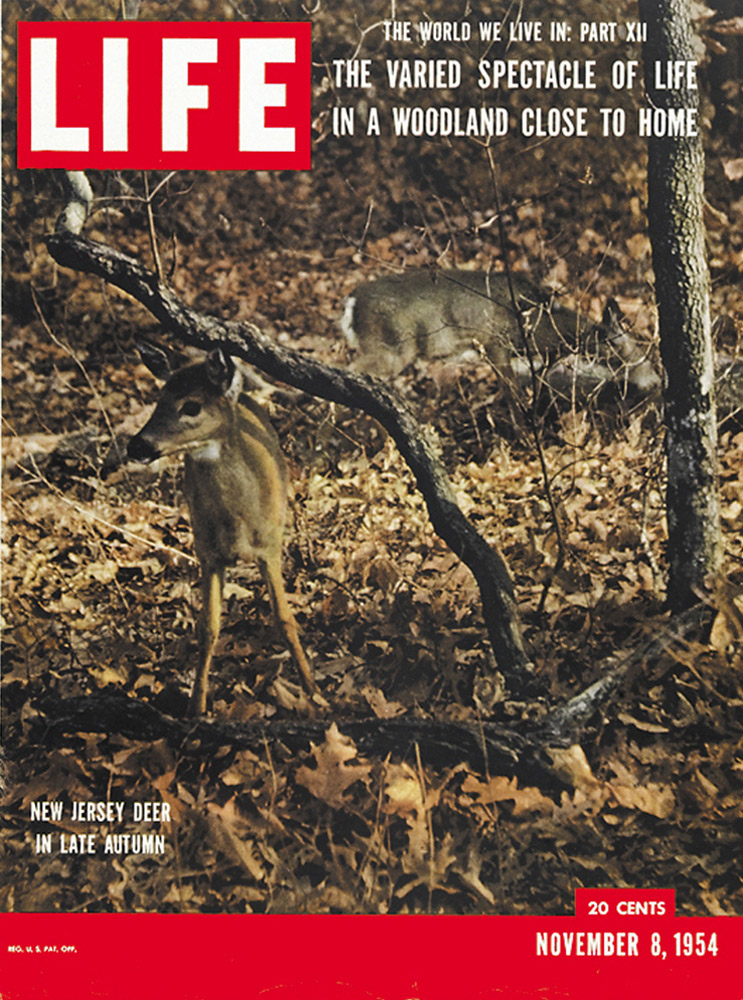 November 8, 1954 LIFE Magazine cover
