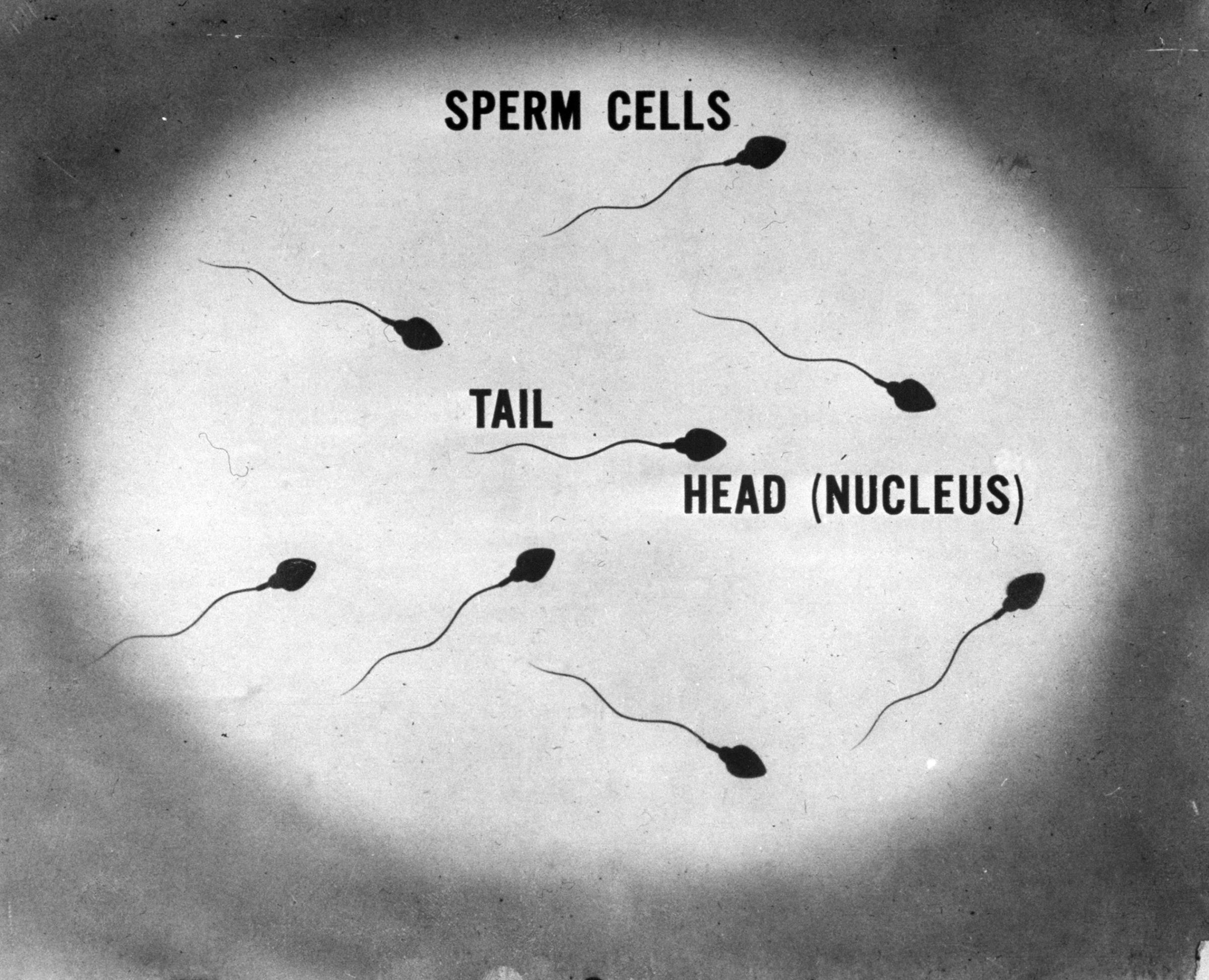 The movie shows male sperm cells, magnified. Head contains nucleus, tail wiggles and causes cell to move.