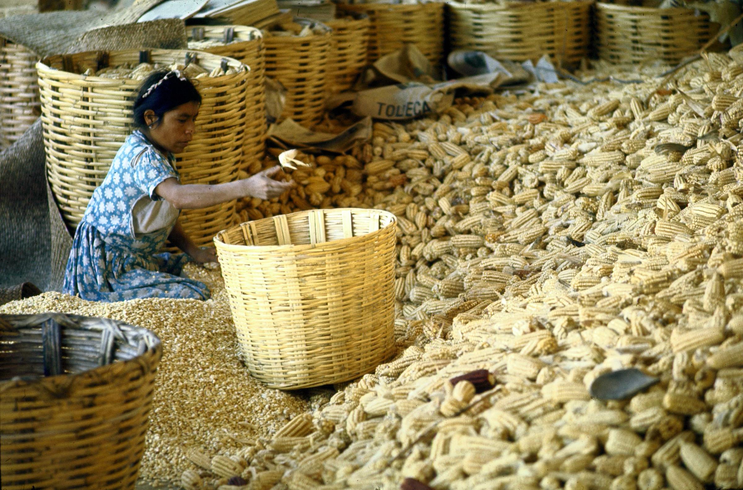 Woman shelling corn in wicker hampers at a local market, Mexico.