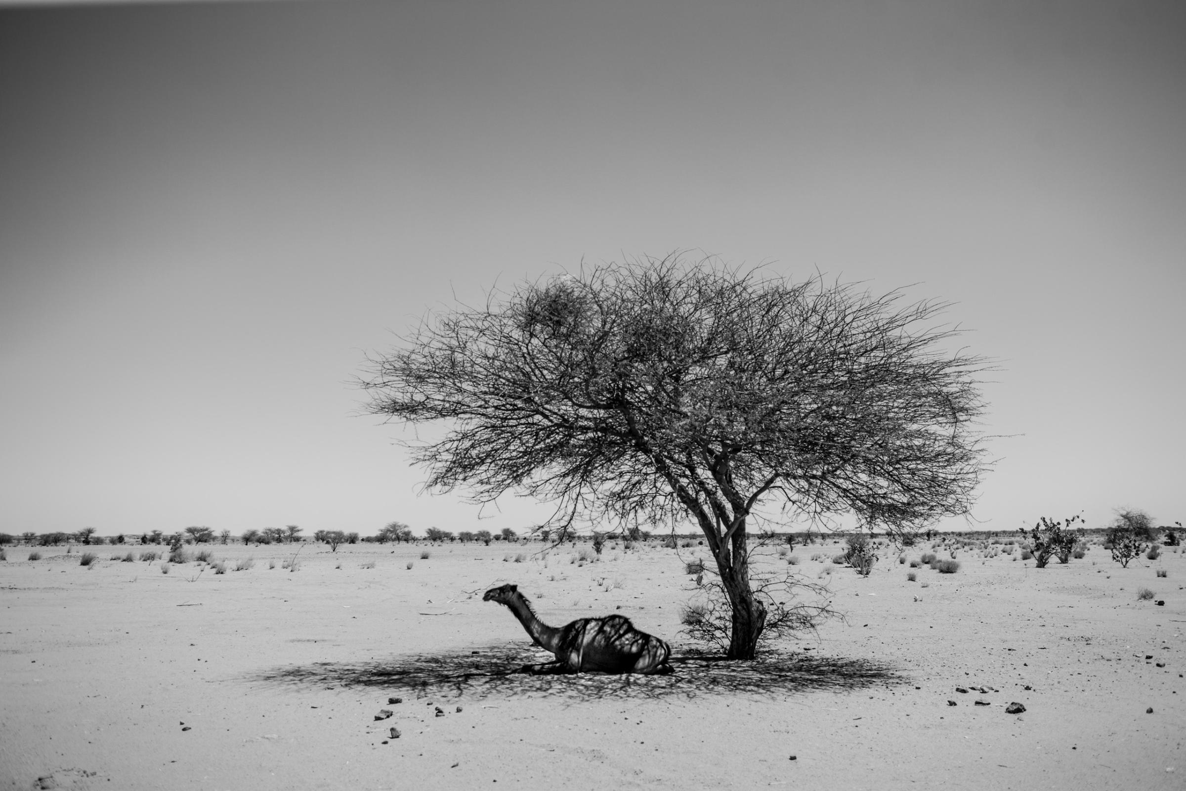 A camel rests under a tree in the desert north of Agadez, Niger. Temperatures in the Sahara easily rise to 110 F during the day and plummet to the low 50s at night.