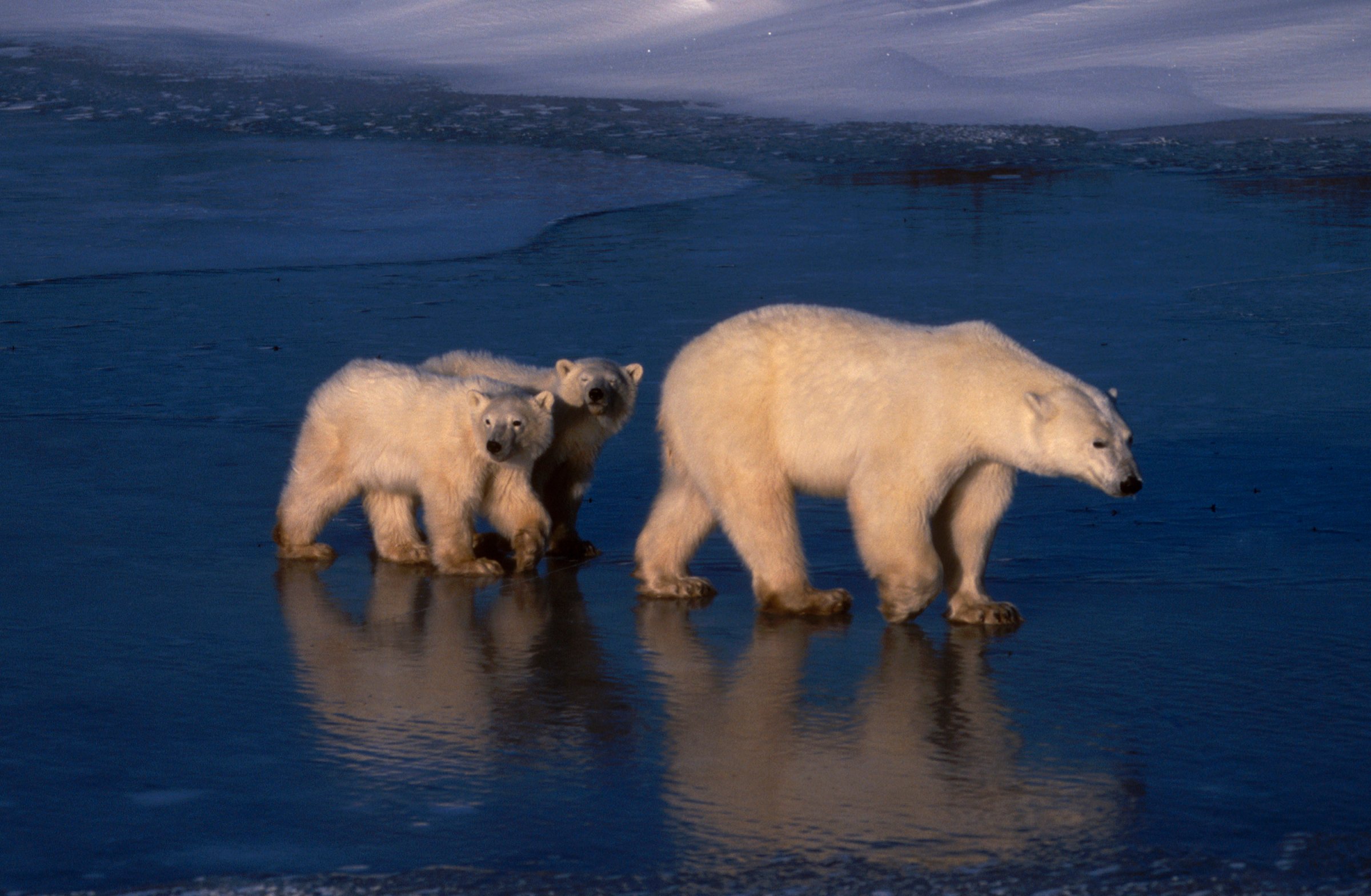 A pair of polar bear cubs following their mother on ice at Hudson Bay, Canada, from the opening episode of Discovery's "Planet Earth" series.