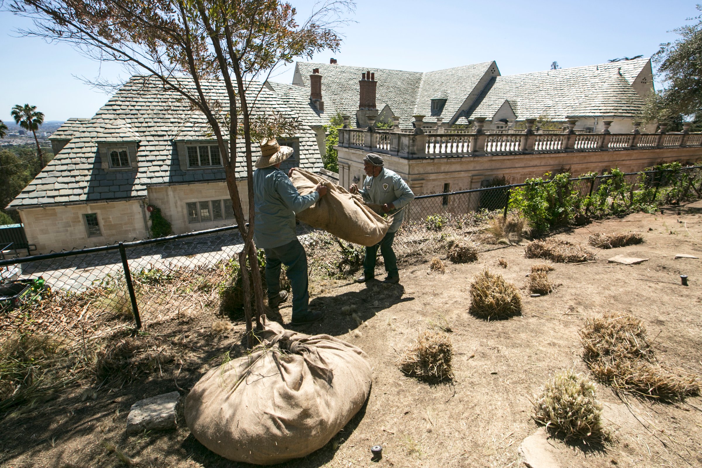 Gardeners remove grass plants trimmed ahead of planned watering reductions in Beverly Hills, Calif. on April 8, 2015.