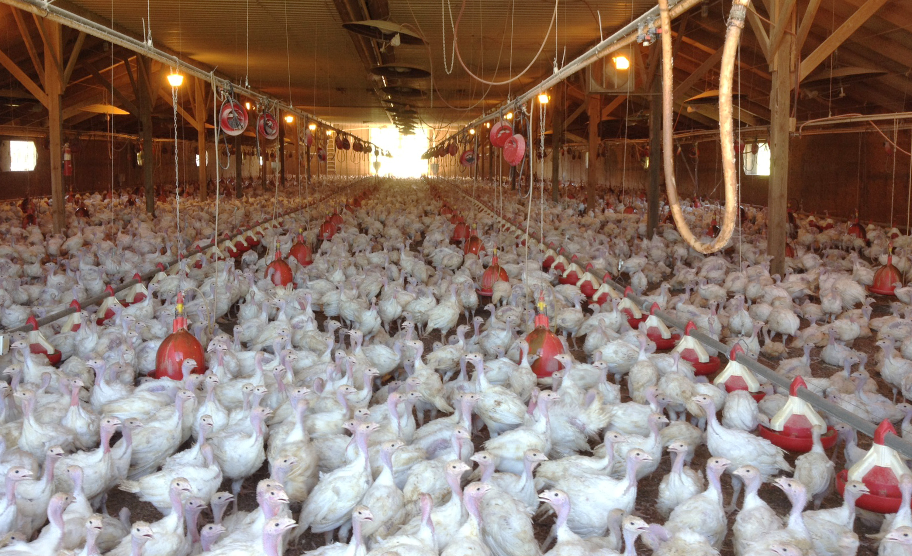 A flock of turkeys at a Minnesota poultry farm