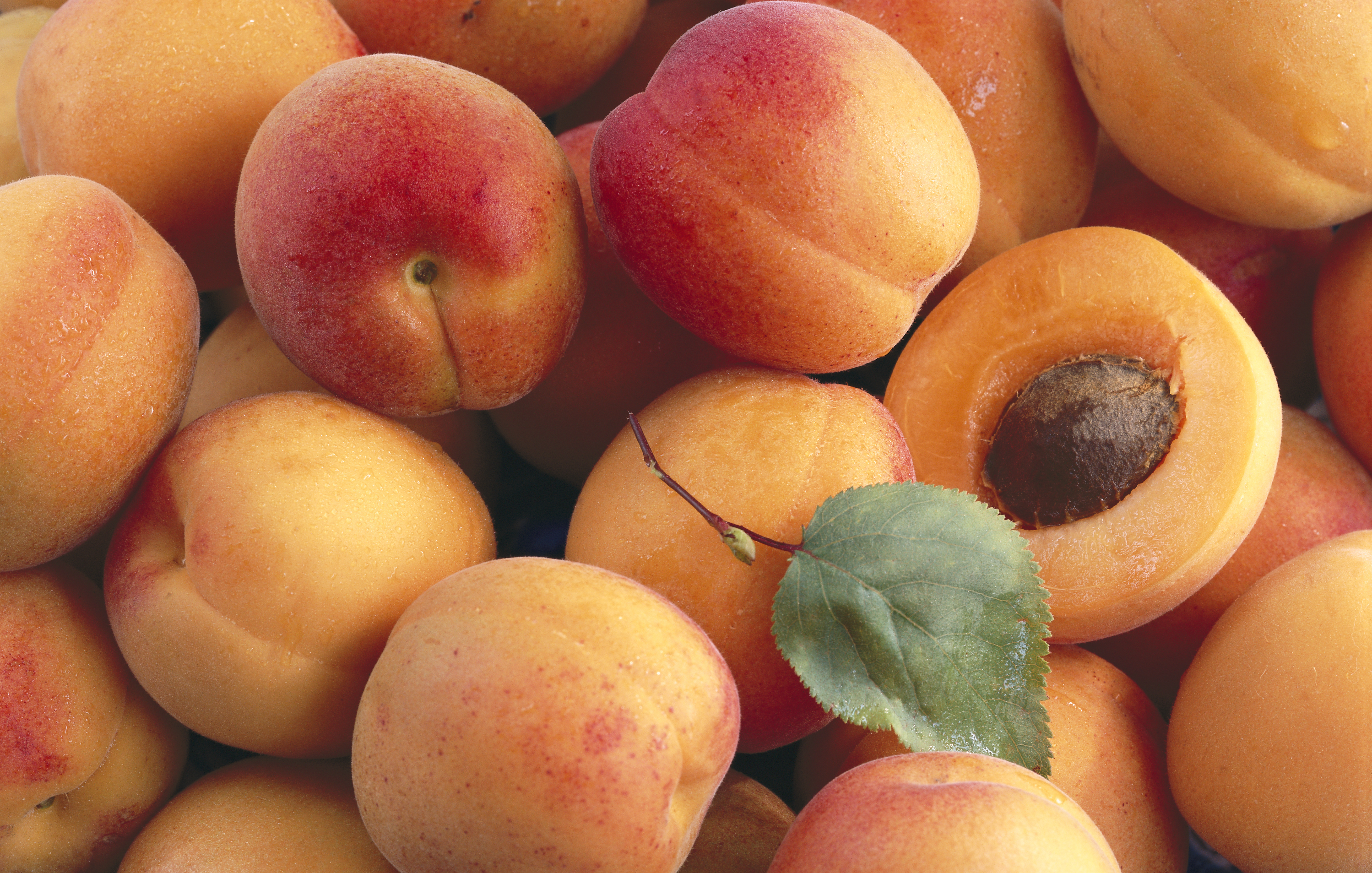 Apricots tend to have a pretty short season, but James Parker, the associate coordinator for Whole Foods Market’s global perishables buying office, says weather indicates that we are going to have tasty apricots in May.