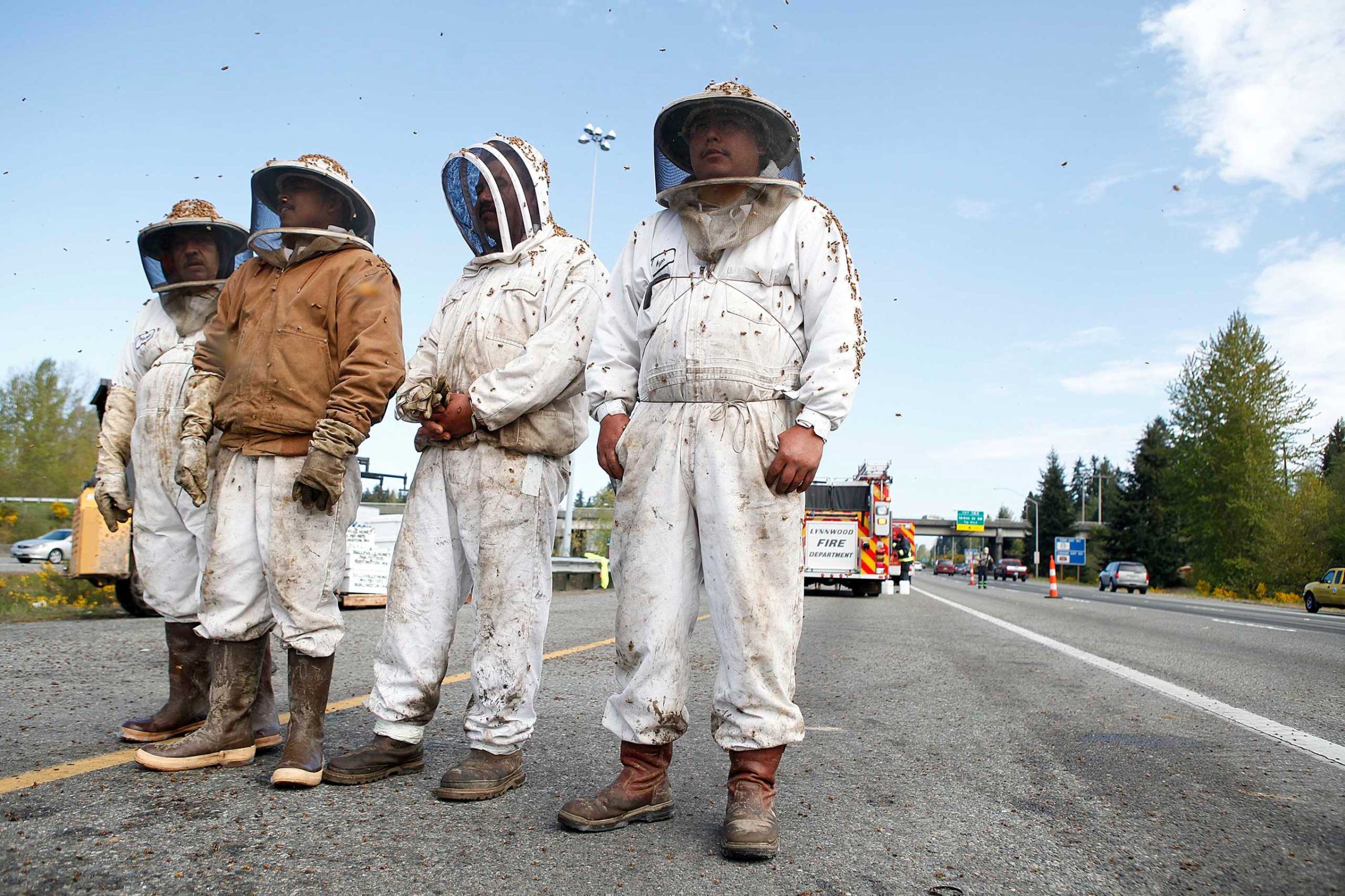 Beekeepers attend to a semi-trailer truck that overturned with a cargo of bees on a highway in Lynnwood