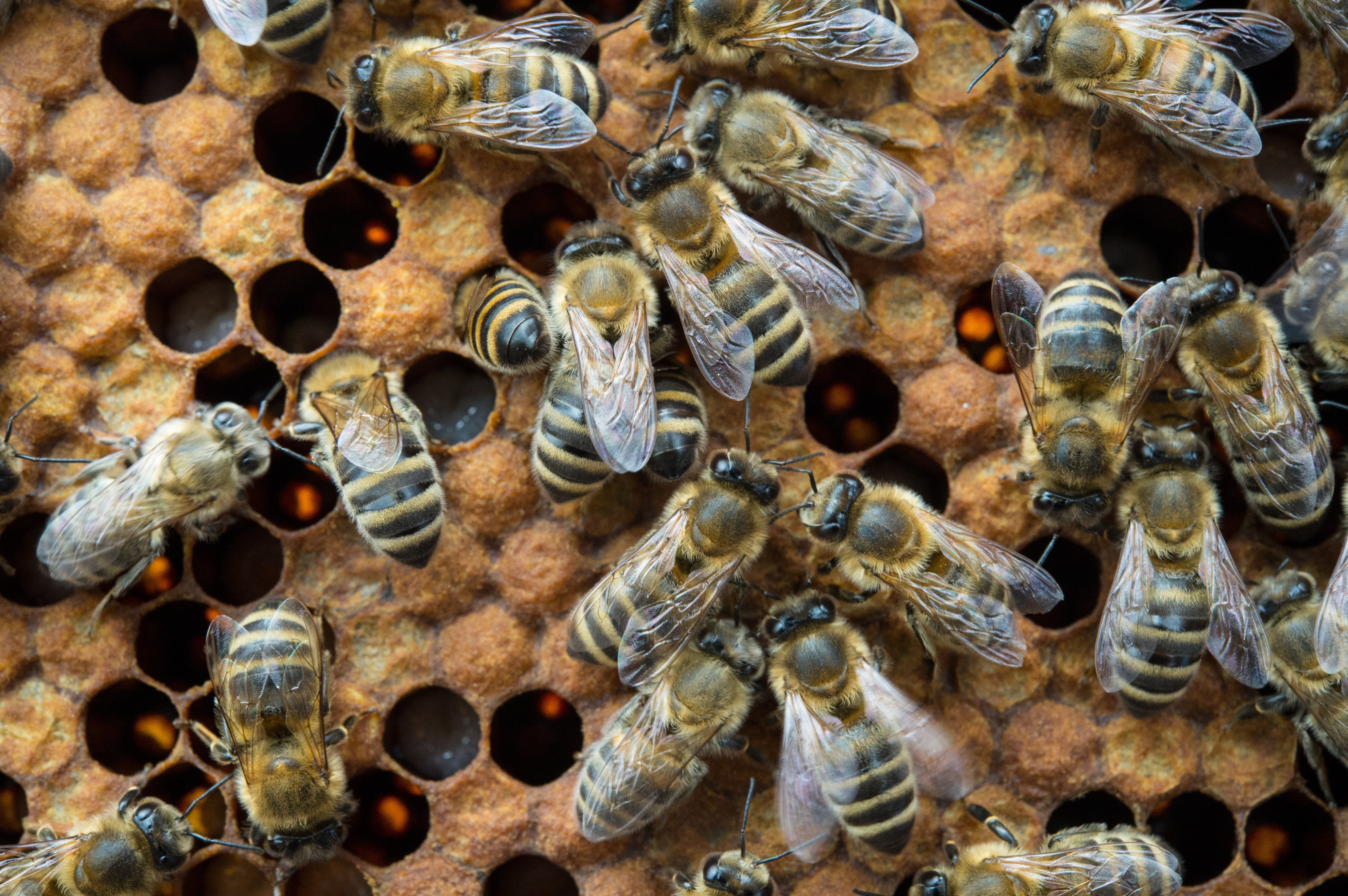 European honeybees are busy at work on a honeycomb in their behive on the rooftop of the town hall in Stuttgart, Germany, 13 April 2015. (Marijan Murat—picture-alliance/dpa/AP)