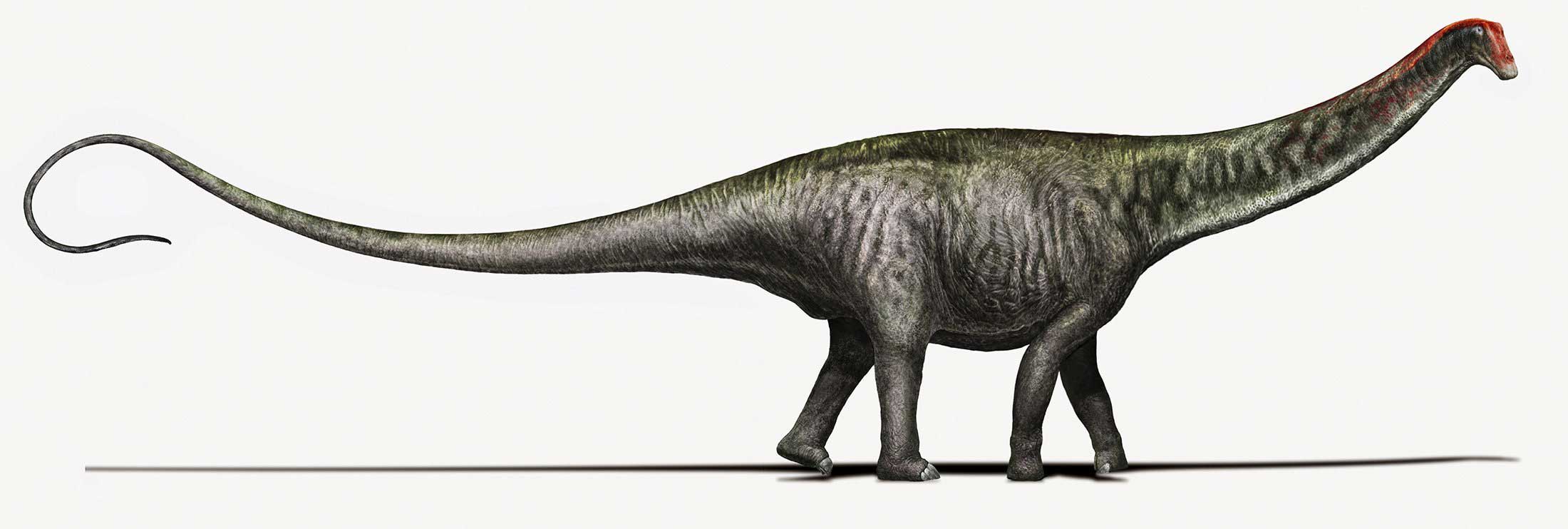An artist's rendering of a Brontosaurus as researchers see it today. (Davide Bonadonna—Reuters)