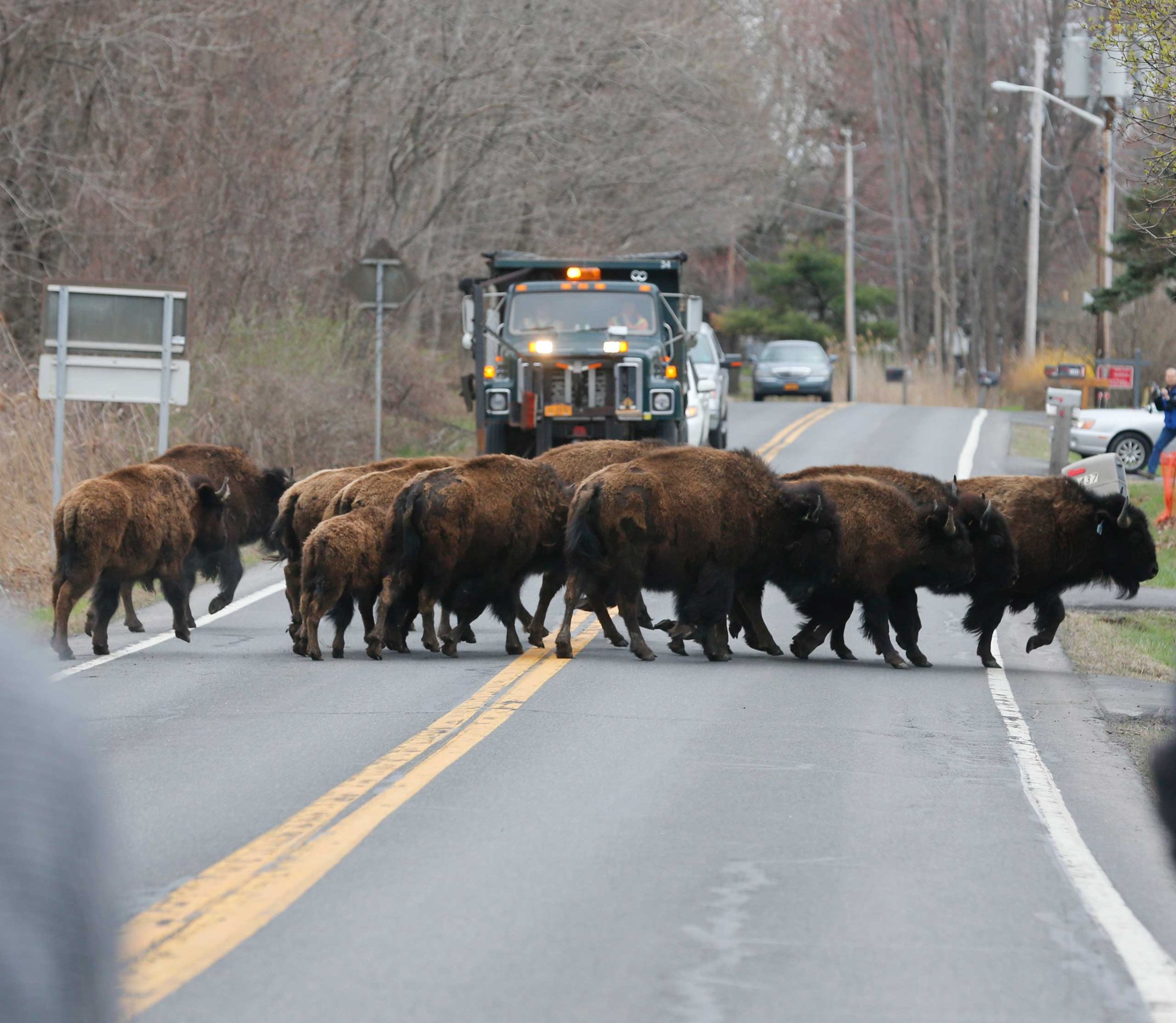A herd of buffalo cross a road in Bethlehem, N.Y., on Apr. 24, 2015,
