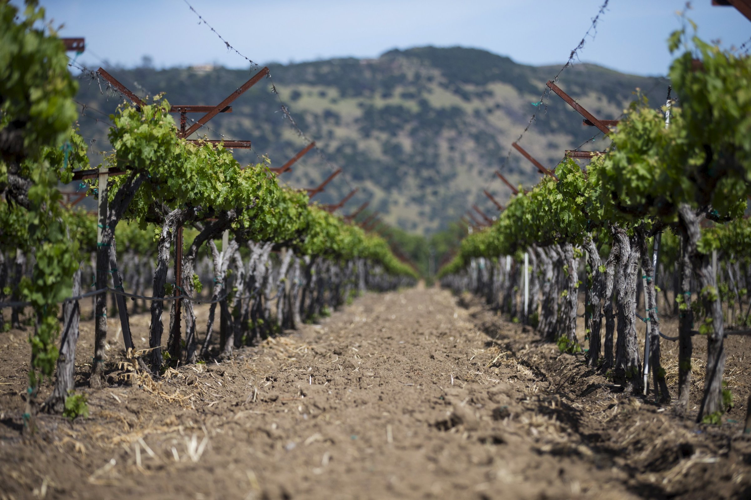Dry earth is seen between rows of grapevines in Napa, California