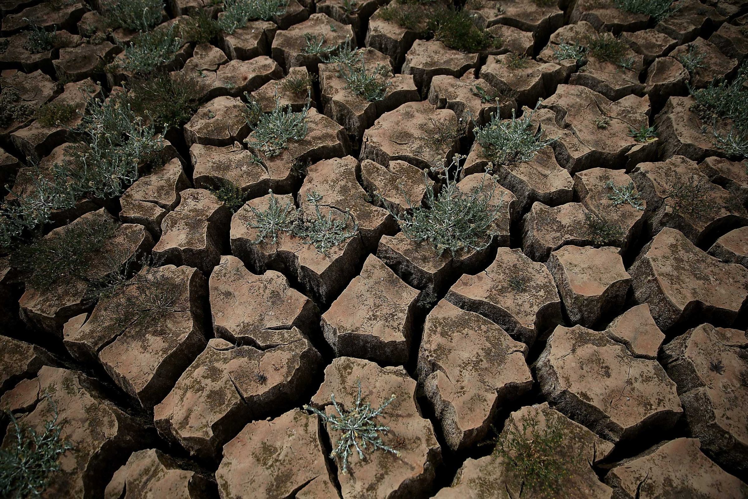 Weeds grow in dry cracked earth that used to be the bottom of Lake McClure in La Grange, California on March 24, 2015.