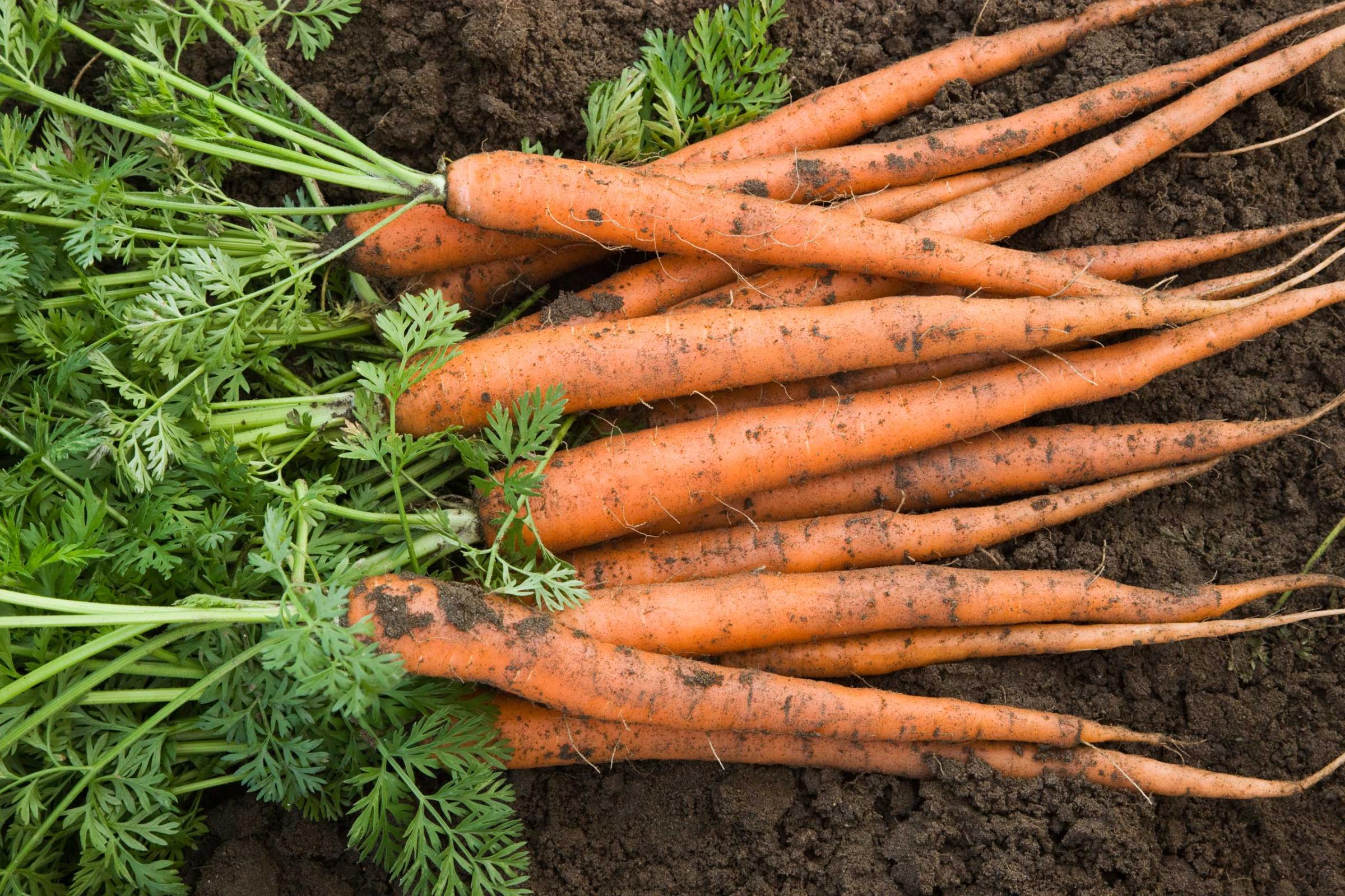 Harvested carrots lying in soil