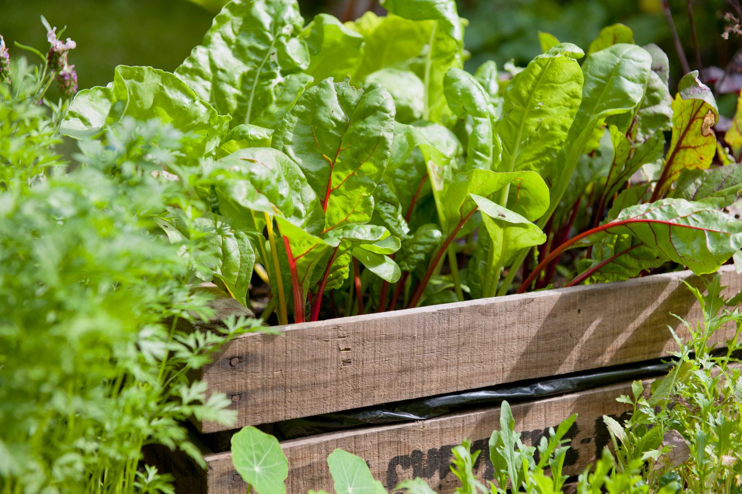 Red chard growing in wooden crate