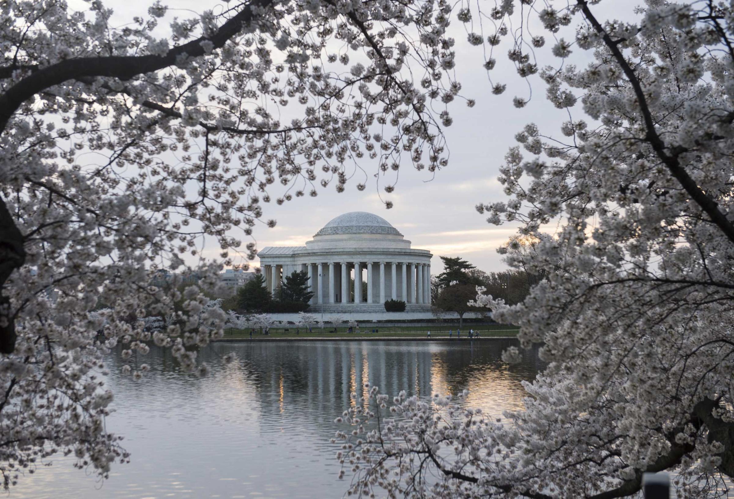 Cherry trees blossom around the Tidal Basin at sunrise near the Jefferson Memorial on the National Mall in Washington, DC, April 11, 2015.