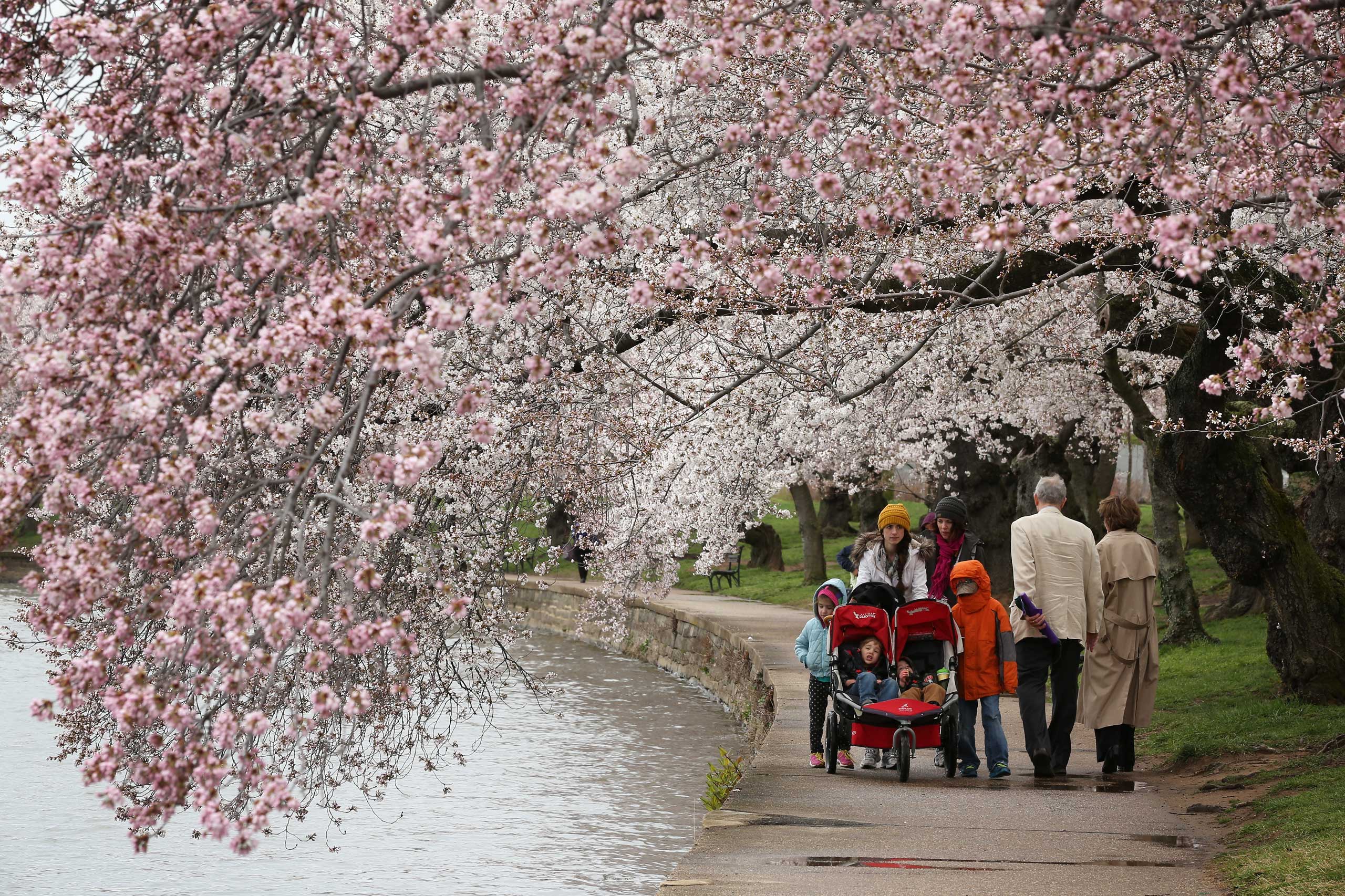People walk past a blooming Cherry Blossom trees at the Tidal Basin in Washington, D.C. on April 8, 2015.