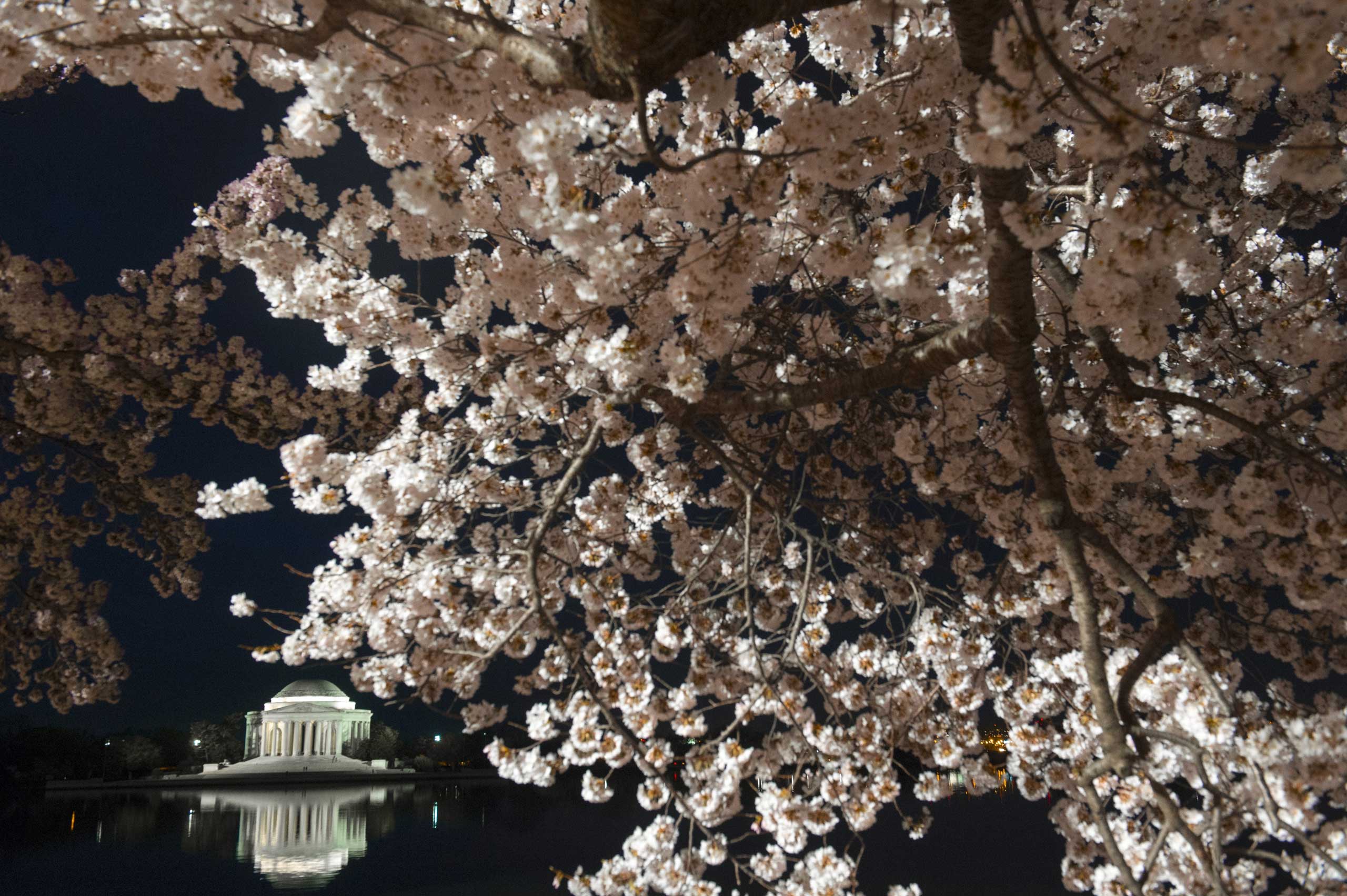 Cherry trees blossom around the Tidal Basin near the Jefferson Memorial on the National Mall in Washington, D.C., April 11, 2015.