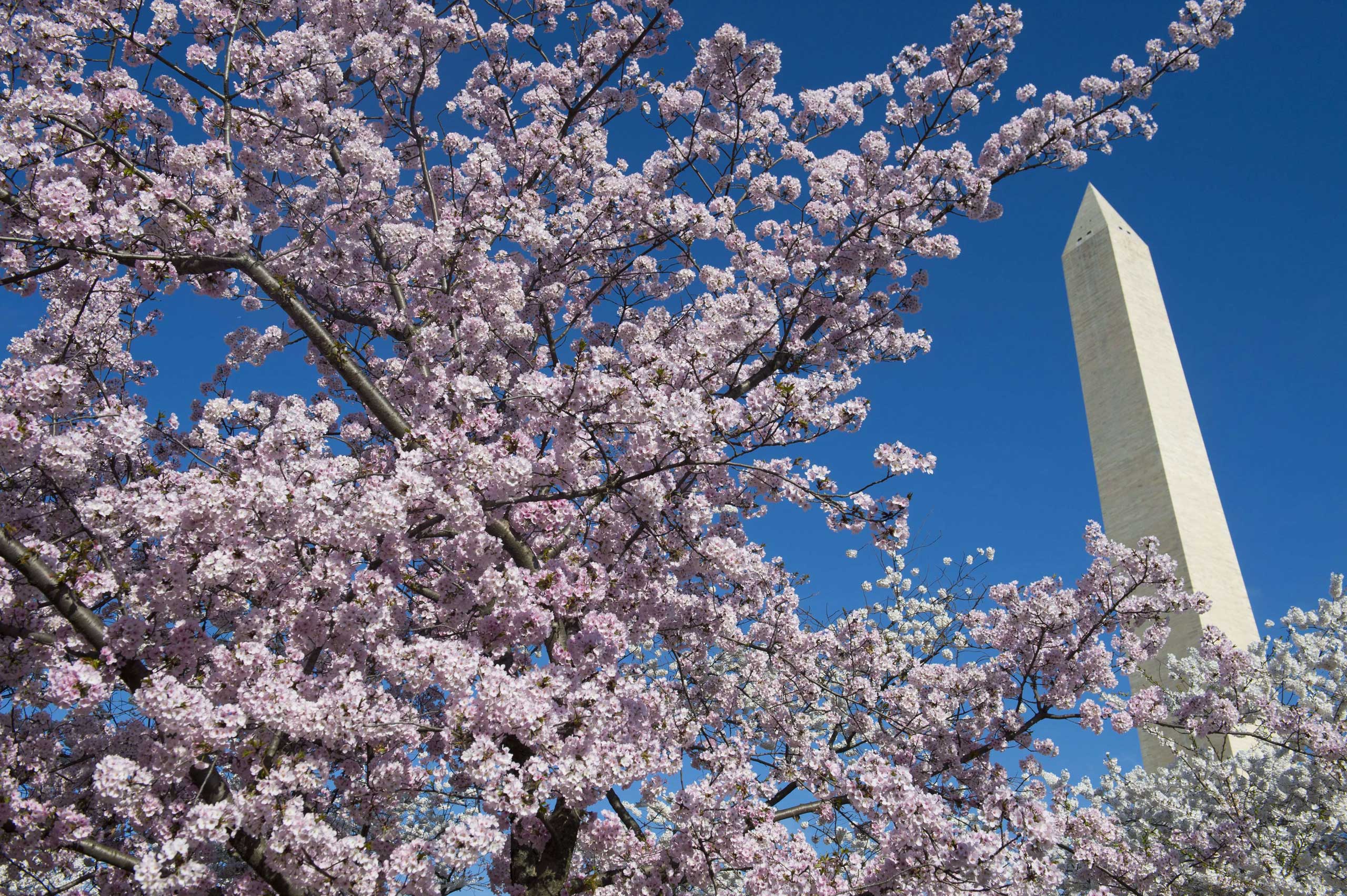 Cherry trees blossom near the Washington Monument on the National Mall in Washington, D.C., April 11, 2015.
