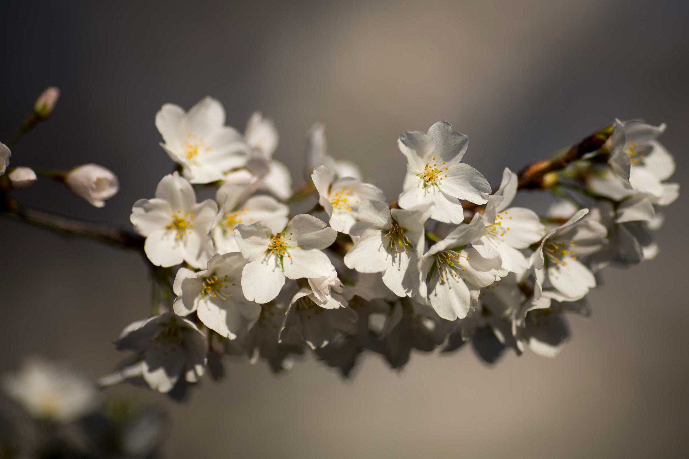 The blossoms of cherry trees in bloom along the Tidal Basin in Washington, D.C. on April 11, 2015.