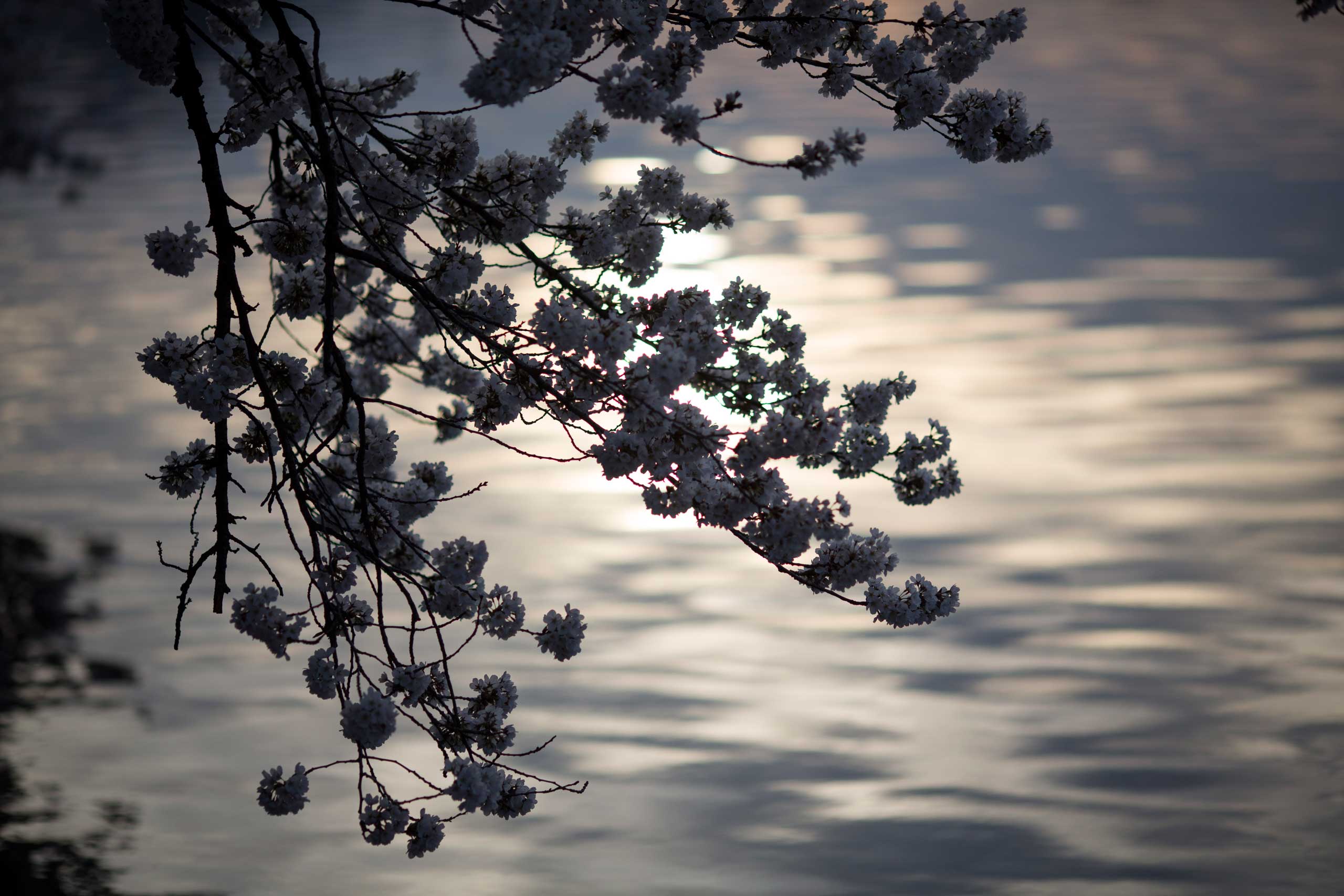 The blossoms of cherry trees hang over the Tidal Basin at sunrise in Washington, D.C. on April 11, 2015 .