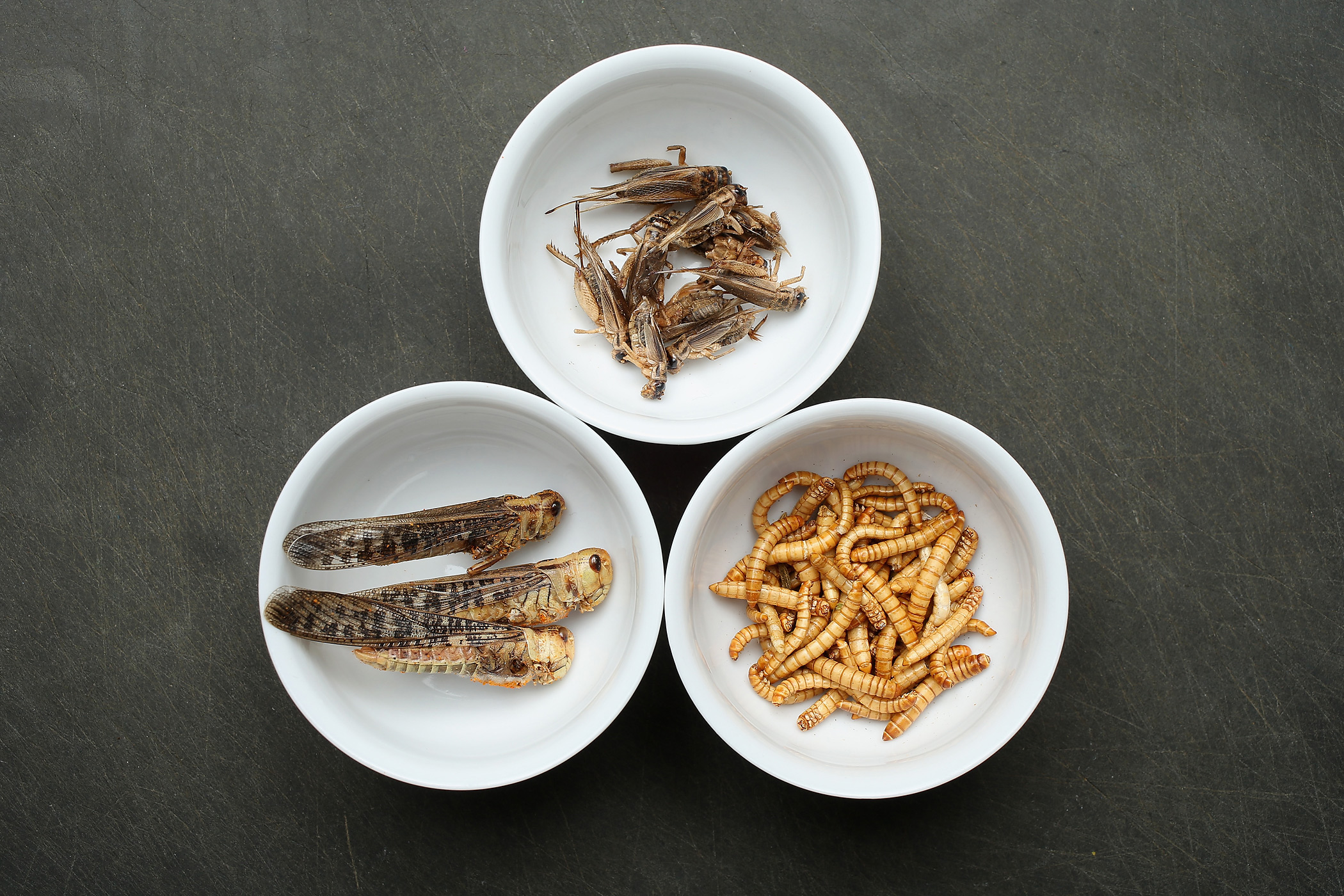 Dried grasshoppers, mealworms and crickets seasoned with spices (Sean Gallup—Getty Images)