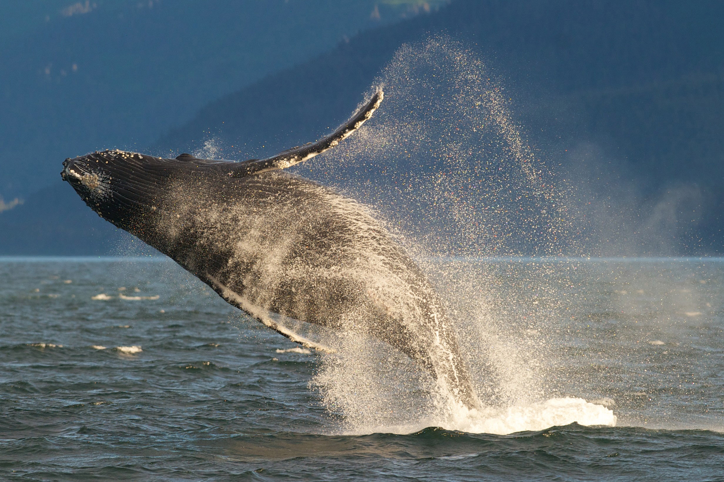 In this July 9, 2014 photo, an adult humpback whale breaches in Lynn Canal near Juneau, Alaska. (Michael Penn—AP)