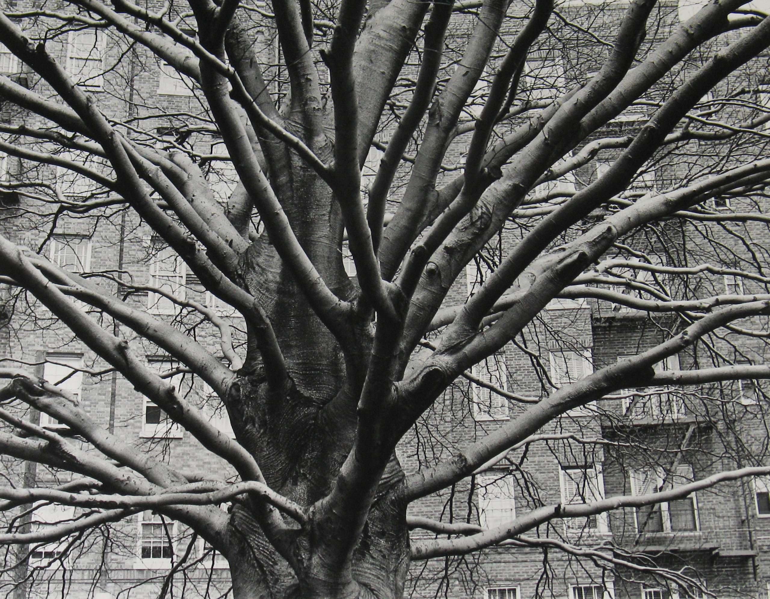 Tree and House, Brooklyn, New York, 1947