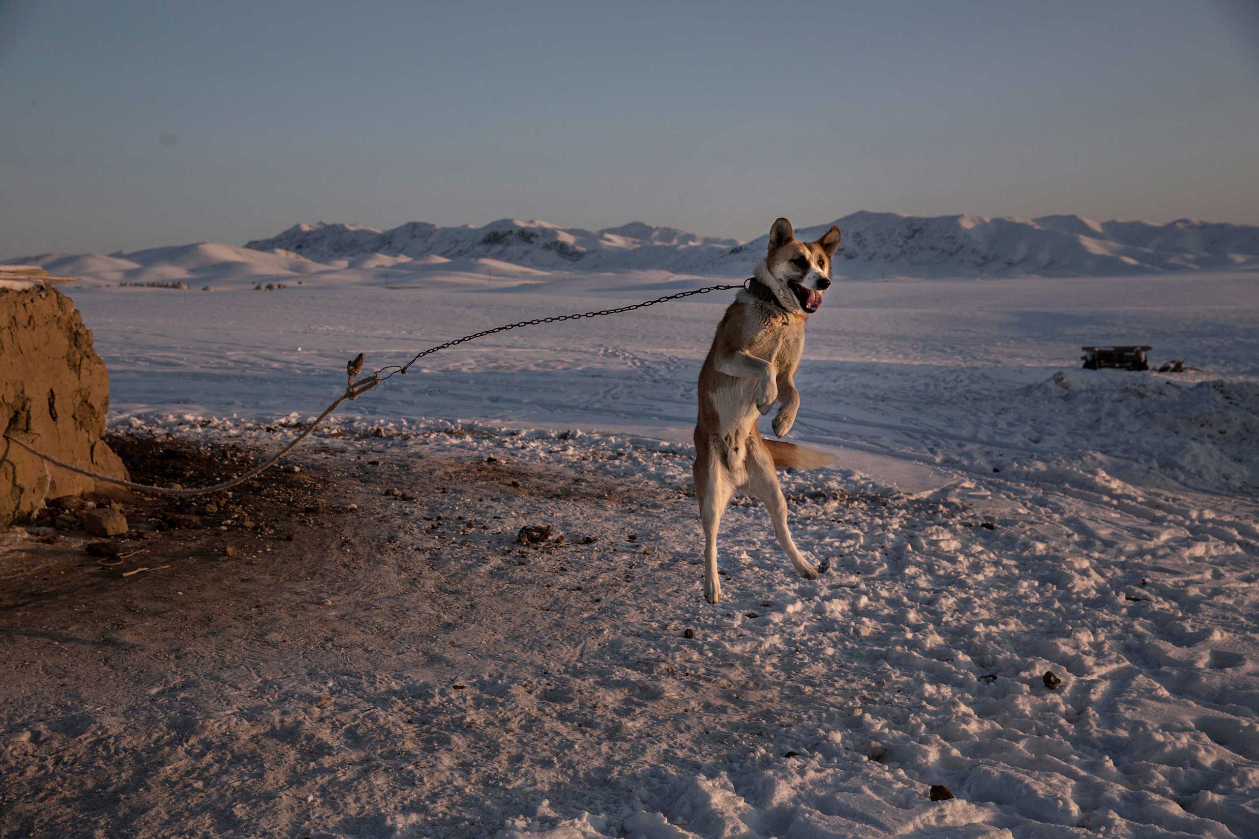 A shepherd dog leaps in the air as it protects a homestead next to a local eagle hunting competition in the mountains of Qinghe County, Xinjiang, northwestern China, Jan. 30, 2015.