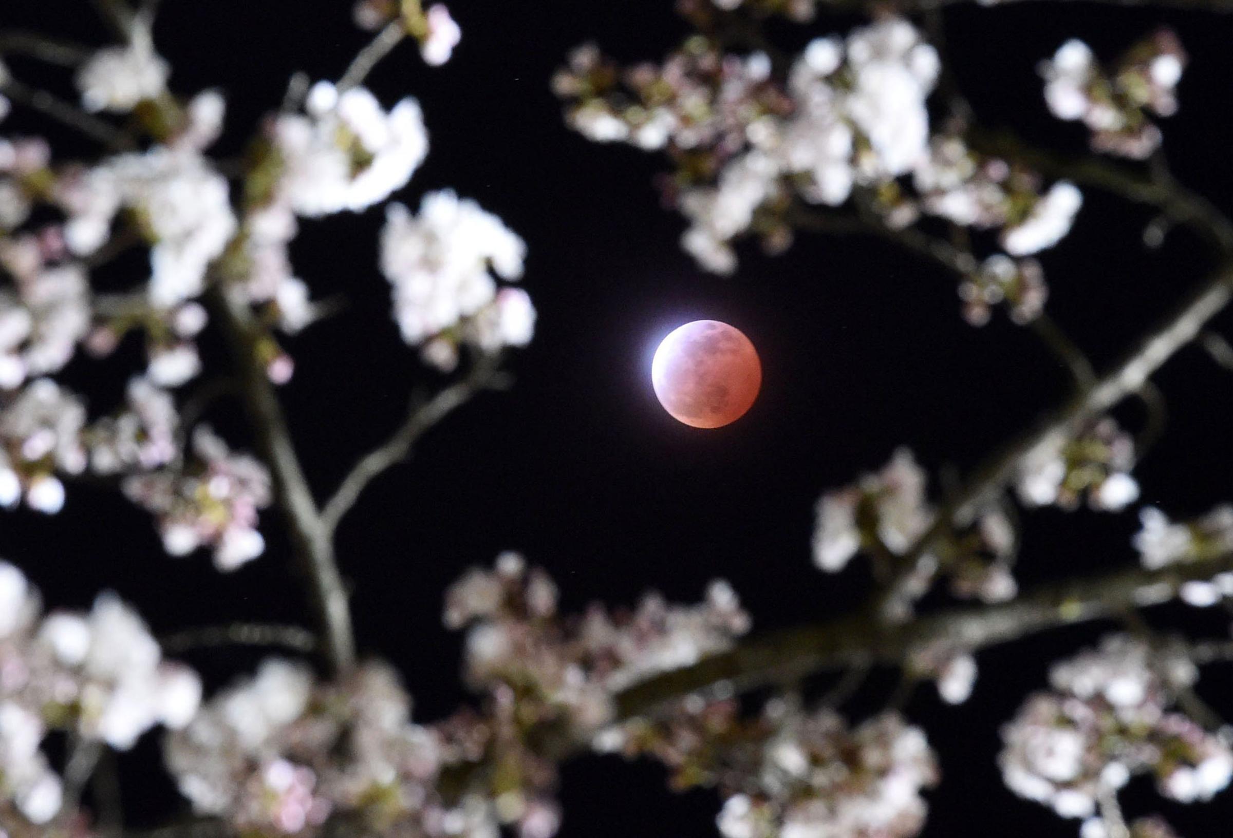 The eclipse above cherry blossoms in Shiraishi city, Miyagi prefecture, Japan on April 4, 2015.