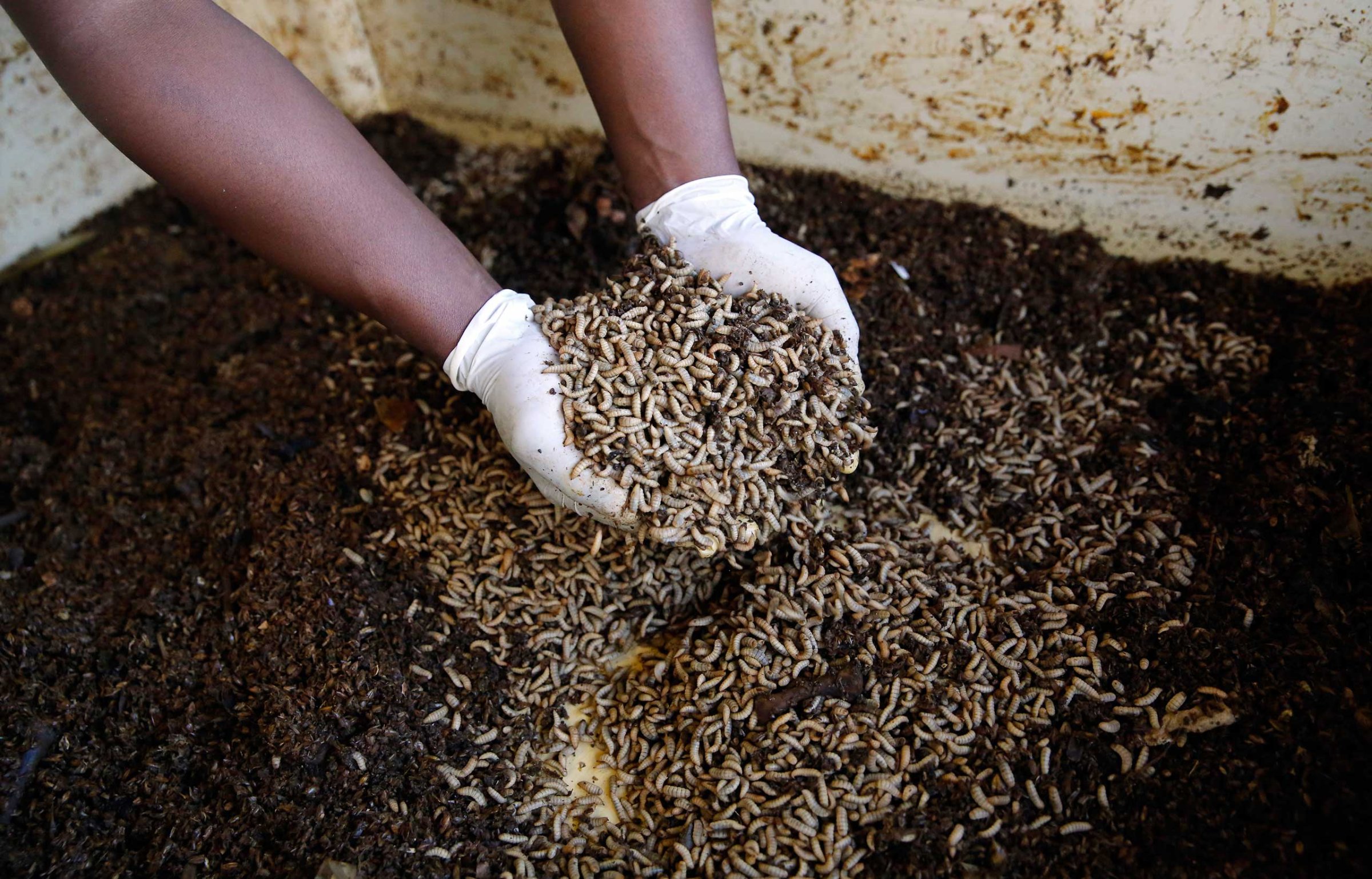 A worker holds up fly larvae waiting to be harvested at the AgriProtein project farm near Cape Town, in 2014.