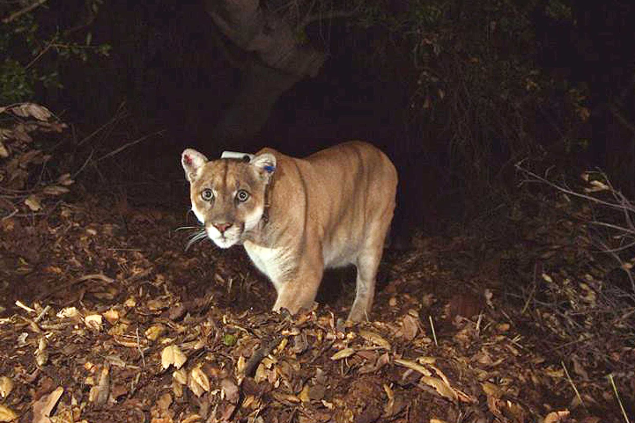 This Nov. 2014 photo provided by the National Park Service shows the mountain lion known as P-22, the mountain lion living in Los Angeles' Griffith Park.