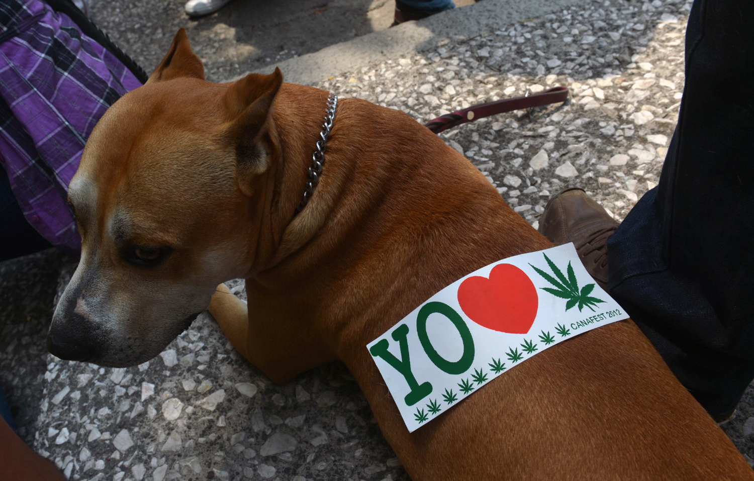 A sticker is seen on a dog's back during