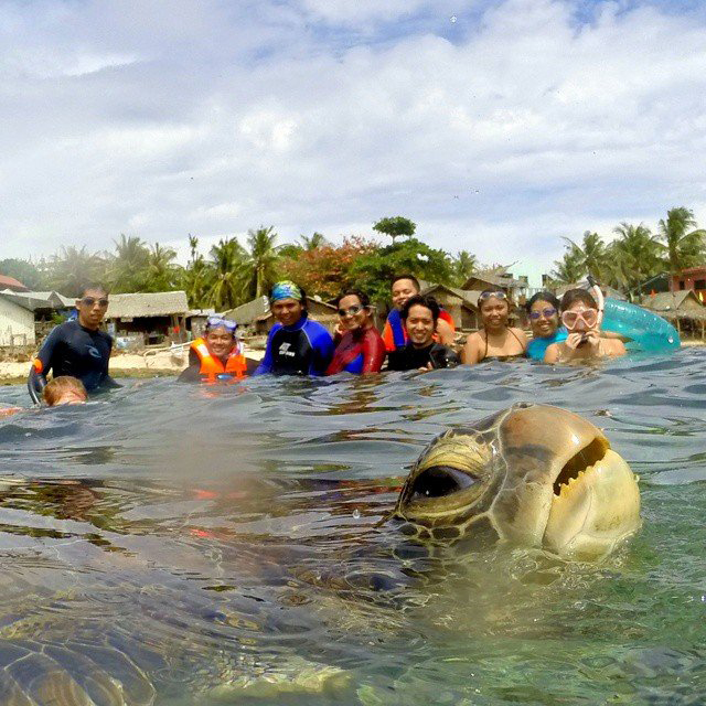 Friendly sea turtle crashes group photo in the Philippines at just the right moment. (Whitehotpix/ZUMAPRESS.com)