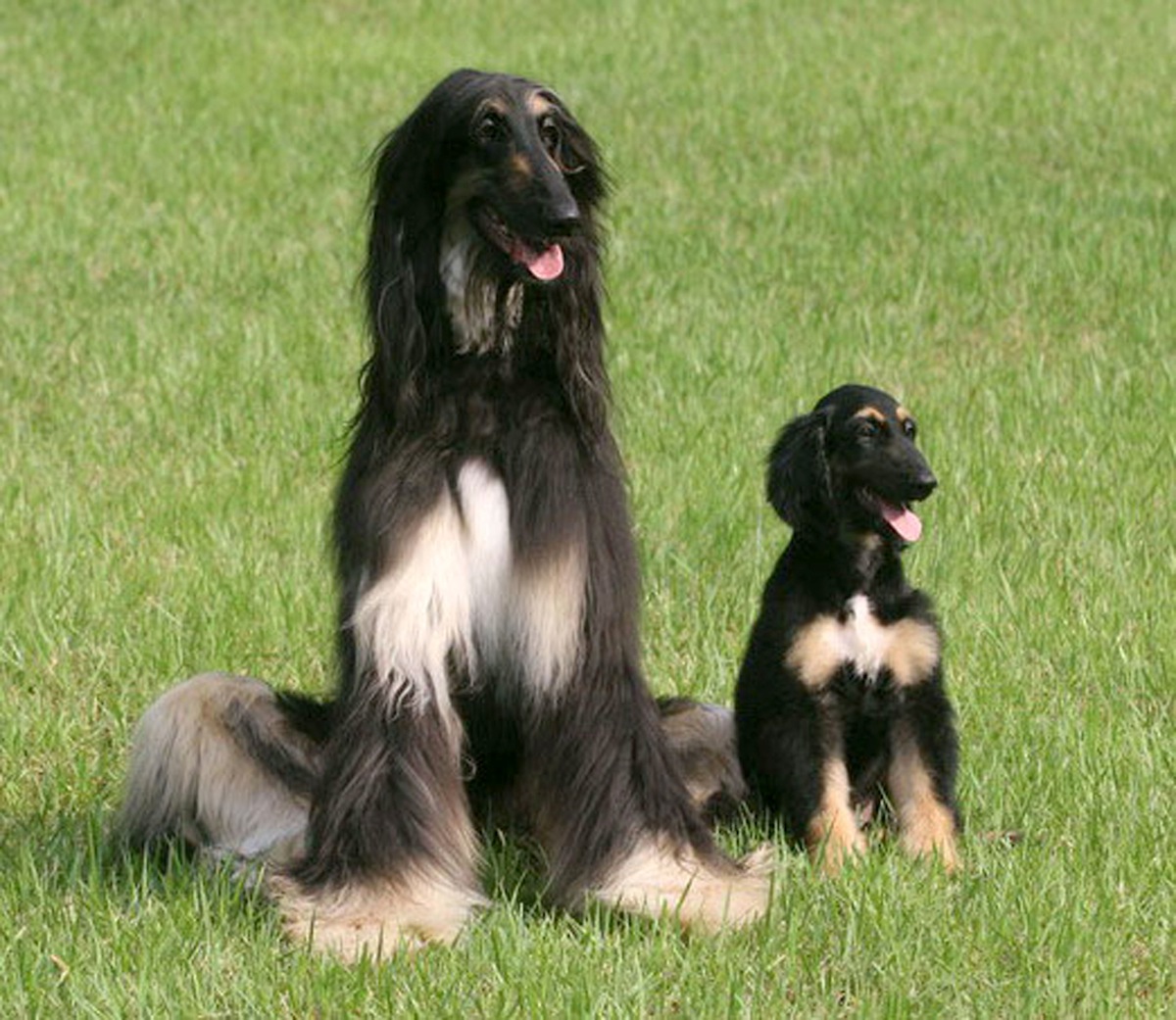 Snuppy, (R) the first successfully cloned Afghan hound, sits with his genetic father at the Seoul National University on Aug. 3, 2005 in Seoul (Getty Images)