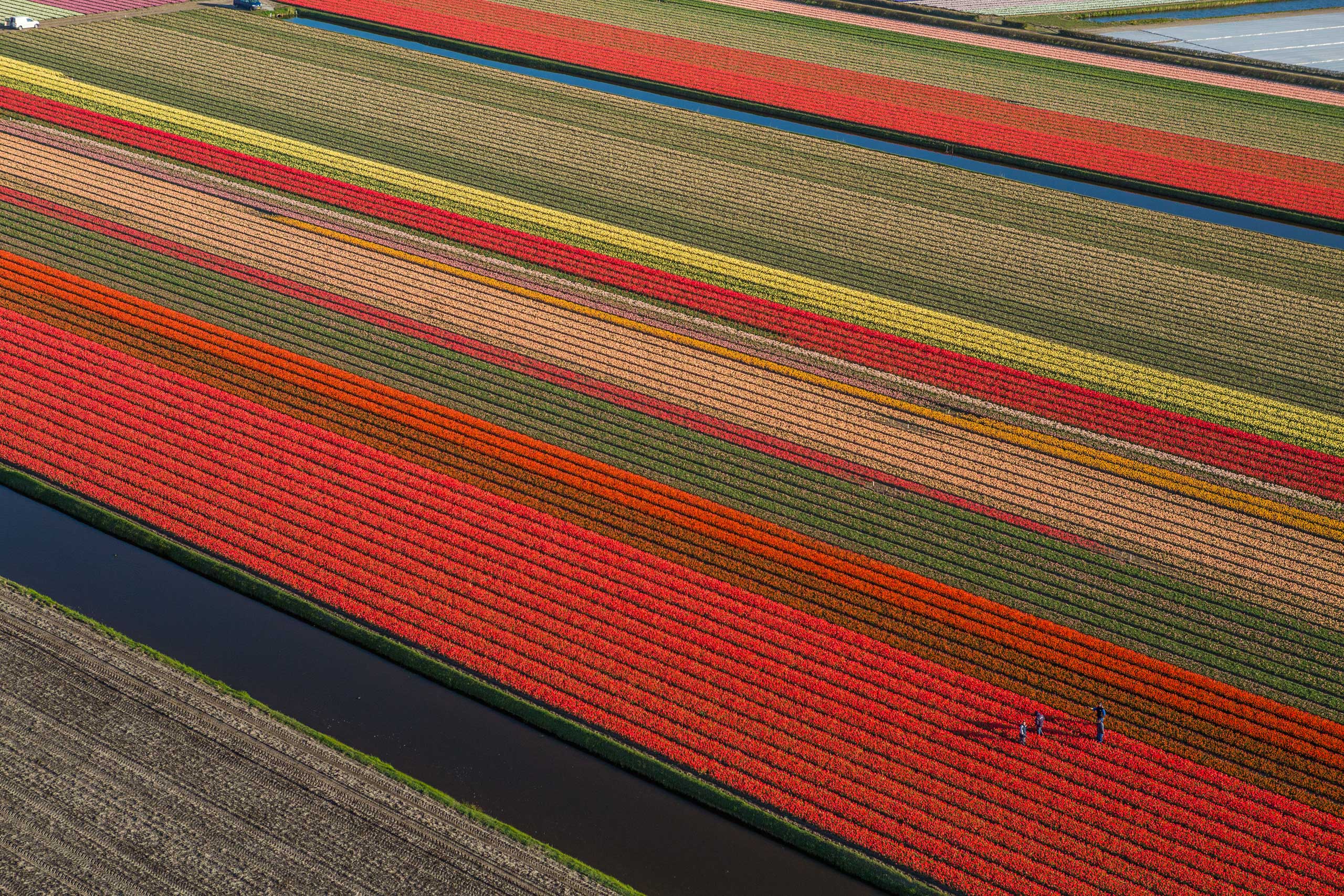 Tulips blooming in fields between Amsterdam and Leiden, The Netherlands.