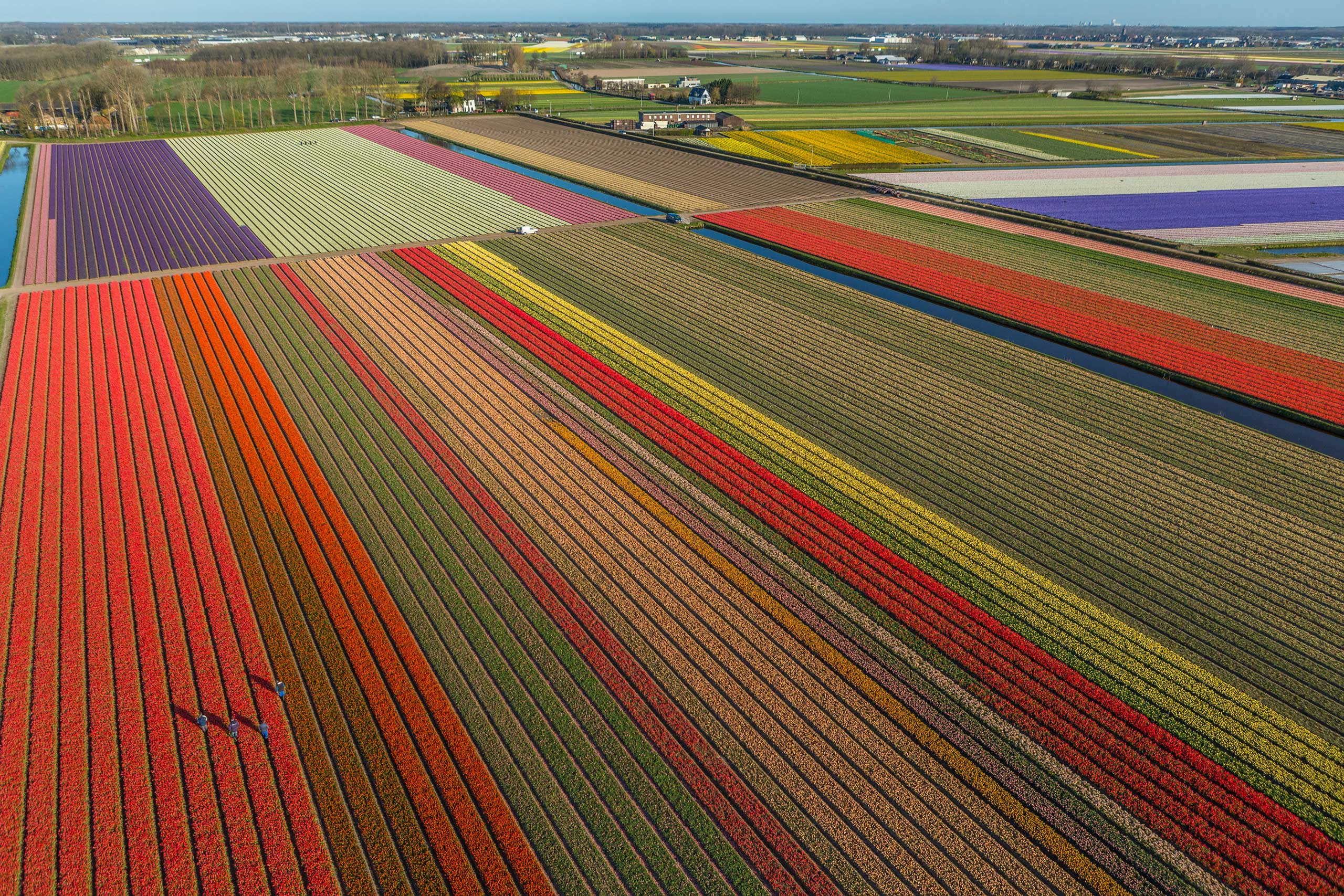Tulips blooming in fields between Amsterdam and Leiden, The Netherlands.